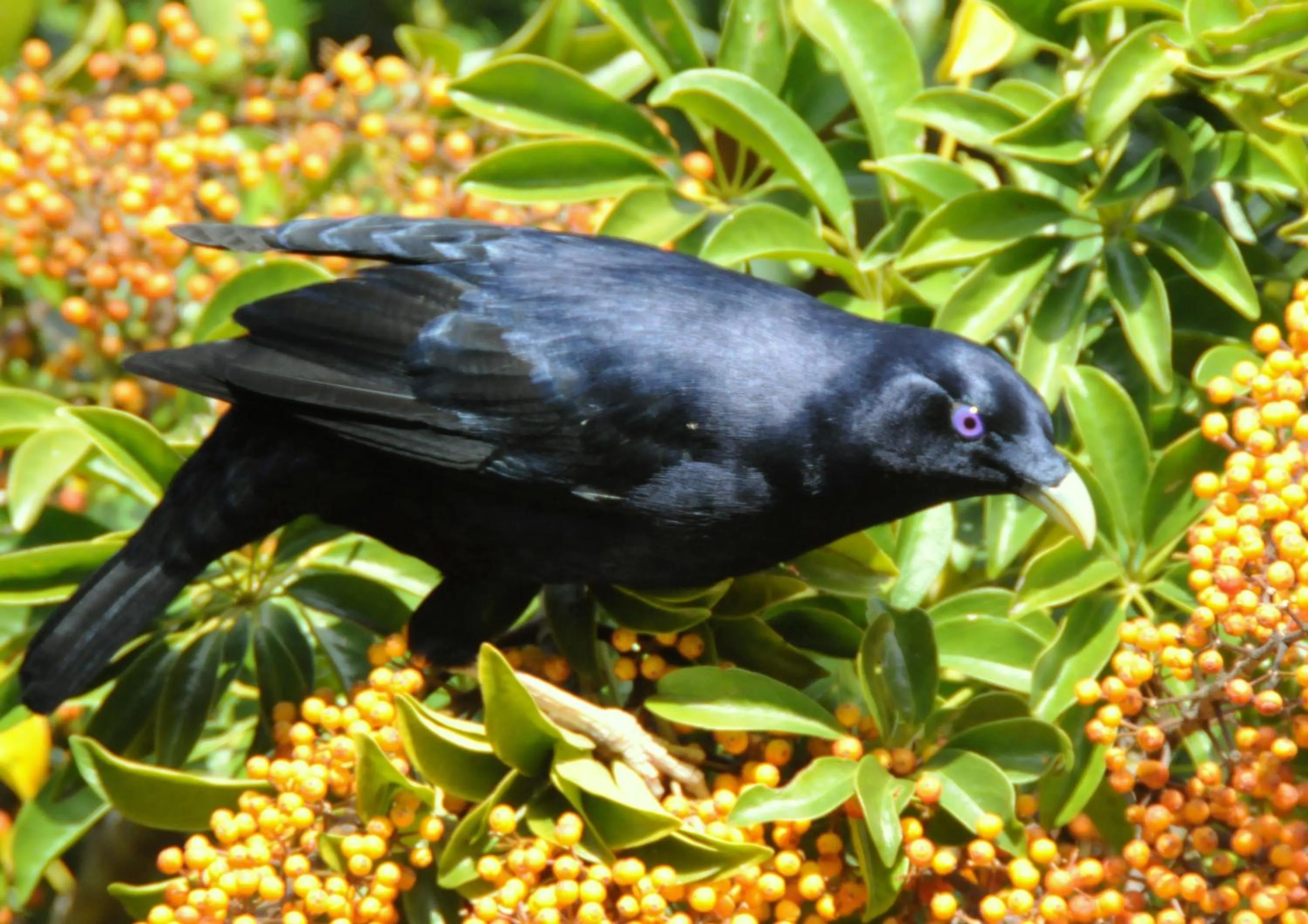 Garden in Yarrahapinni Homestead
