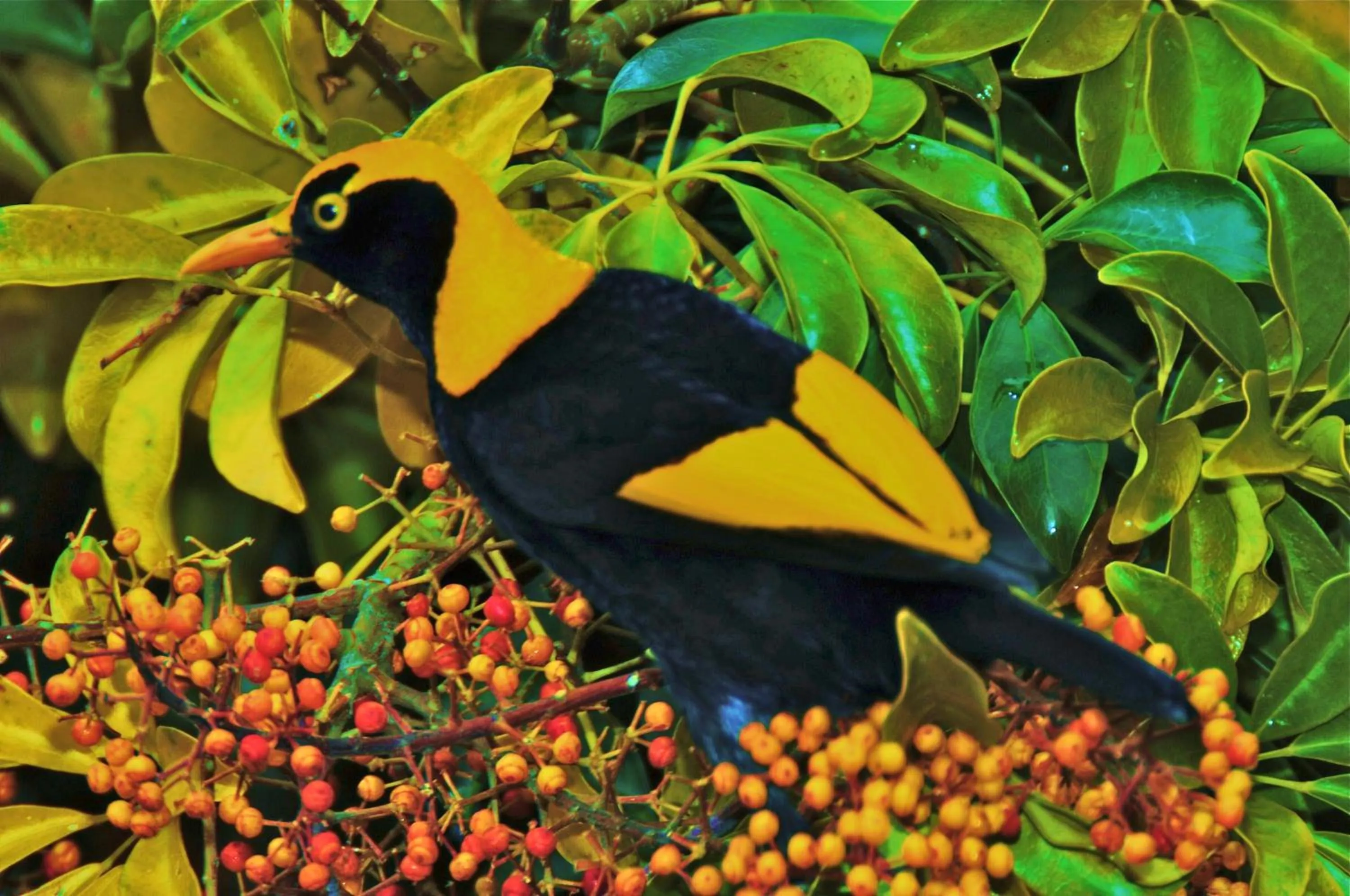 Garden in Yarrahapinni Homestead
