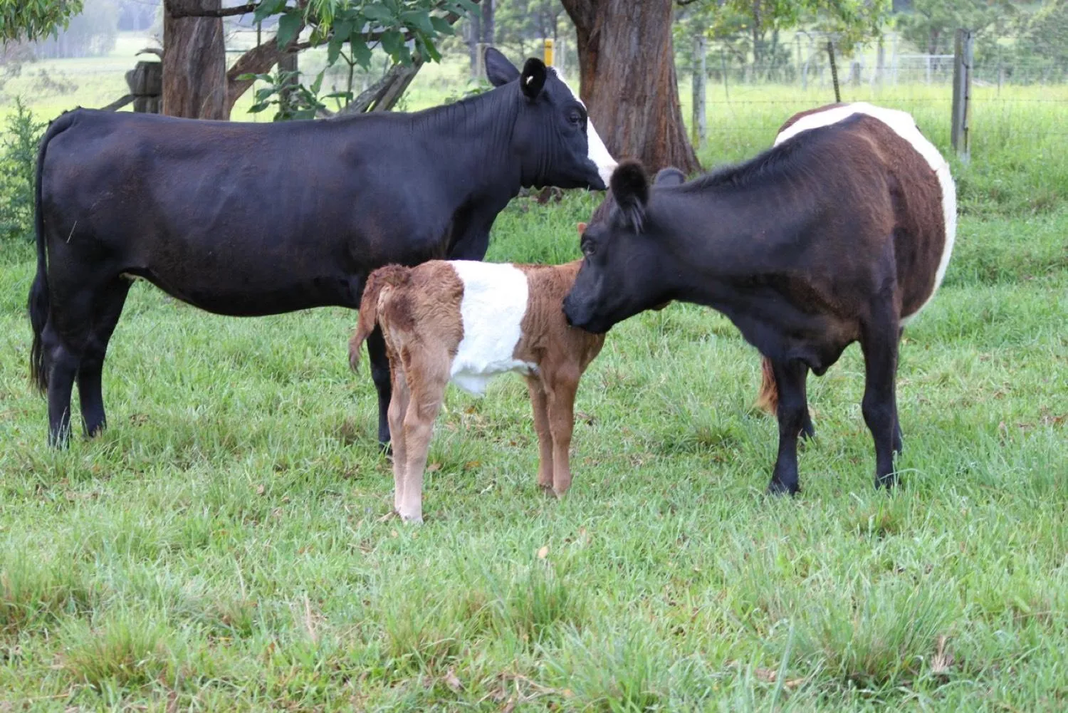 Animals in Yarrahapinni Homestead