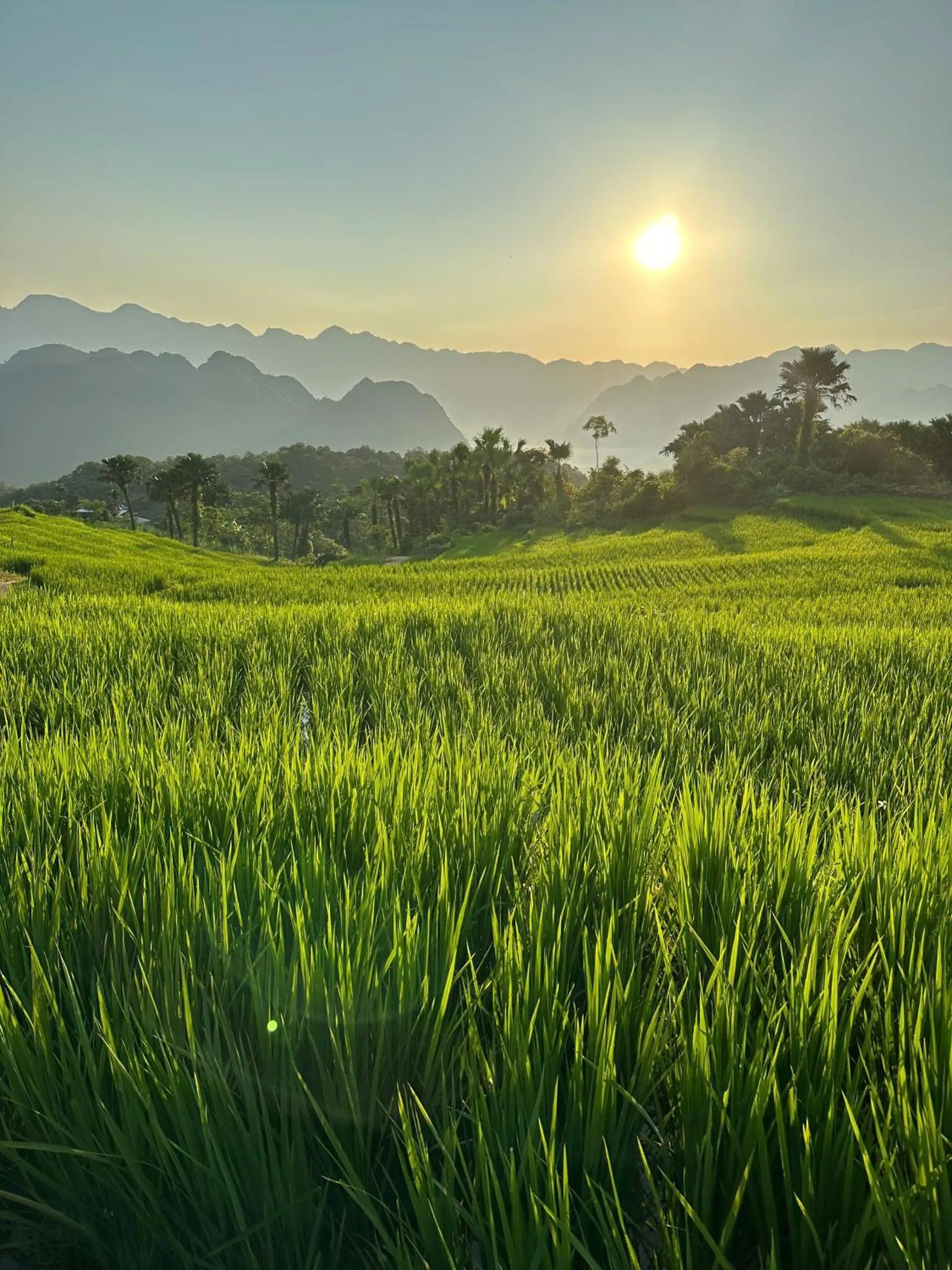 Natural landscape in PU LUONG BOUTIQUE GARDEN