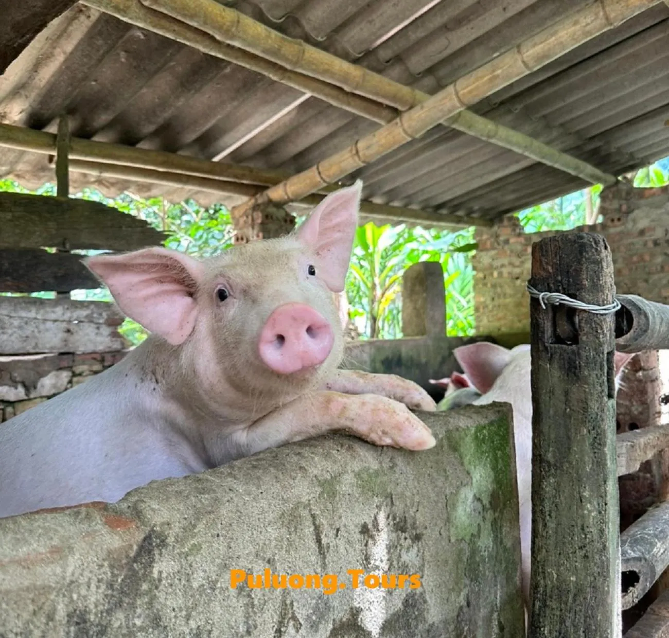 Activities in PU LUONG BOUTIQUE GARDEN