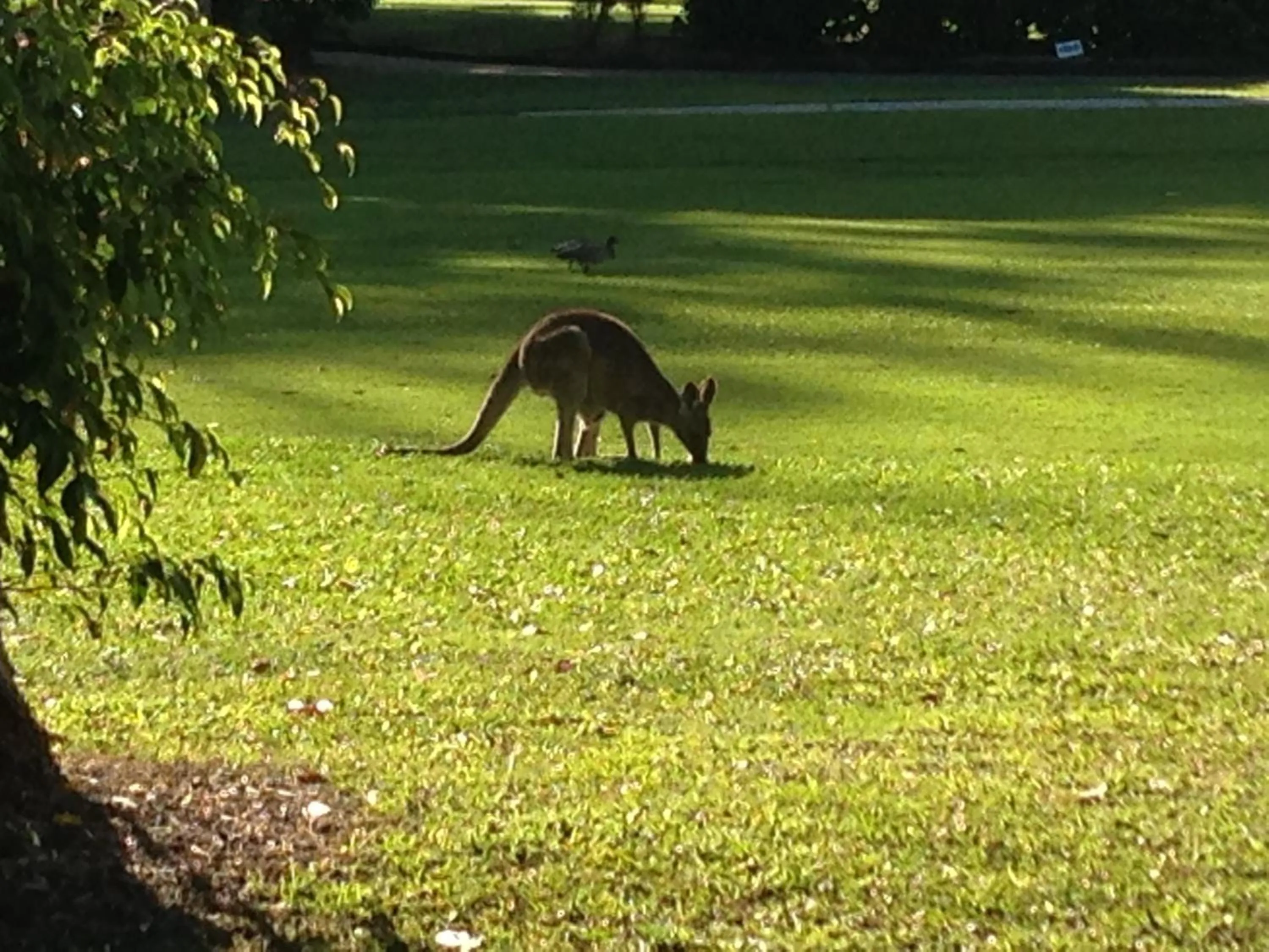 Animals in Noosa Flashpackers