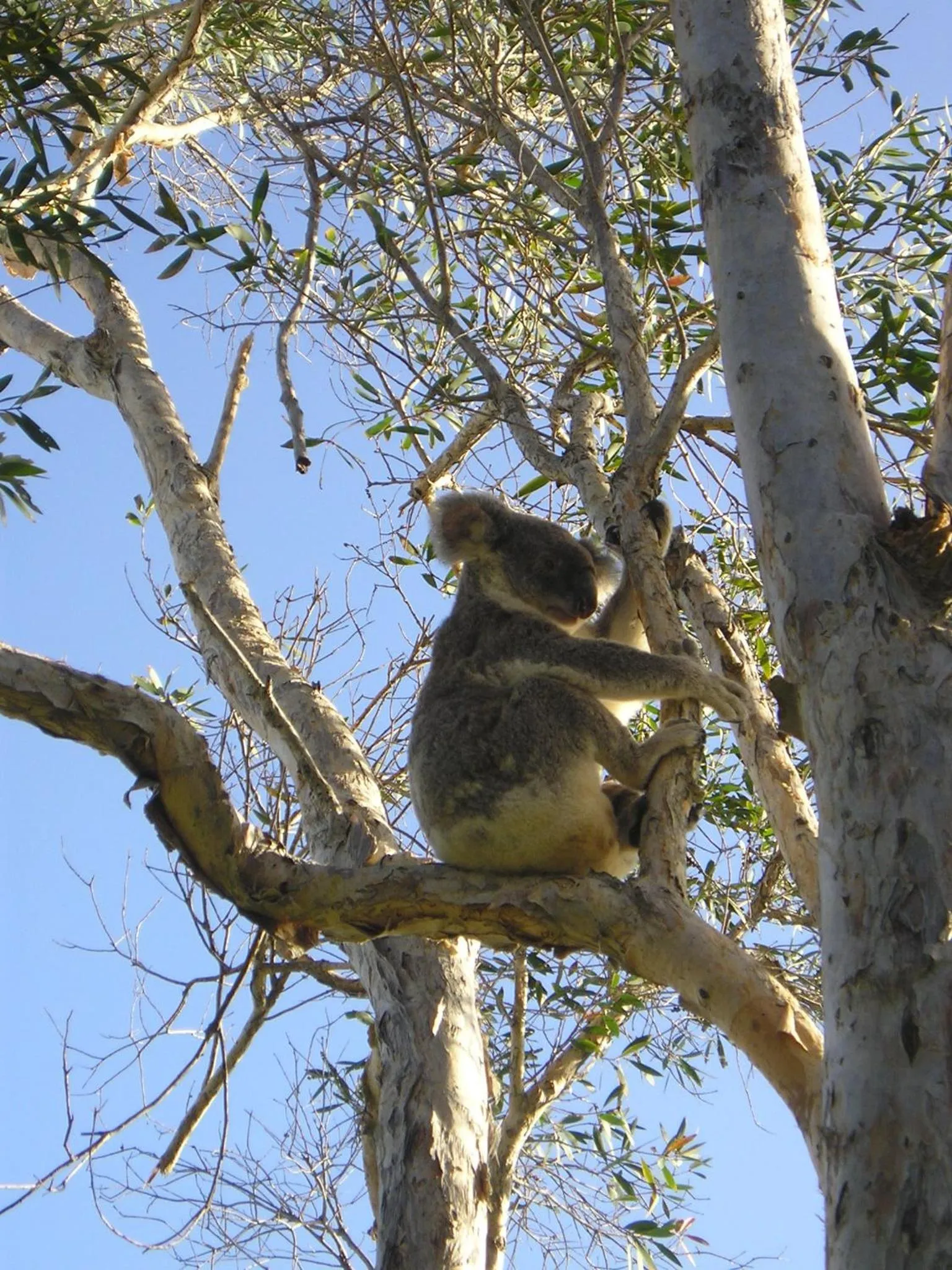 Animals in Noosa Flashpackers