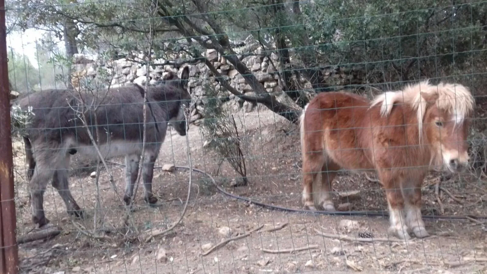 Other in El Mangranar