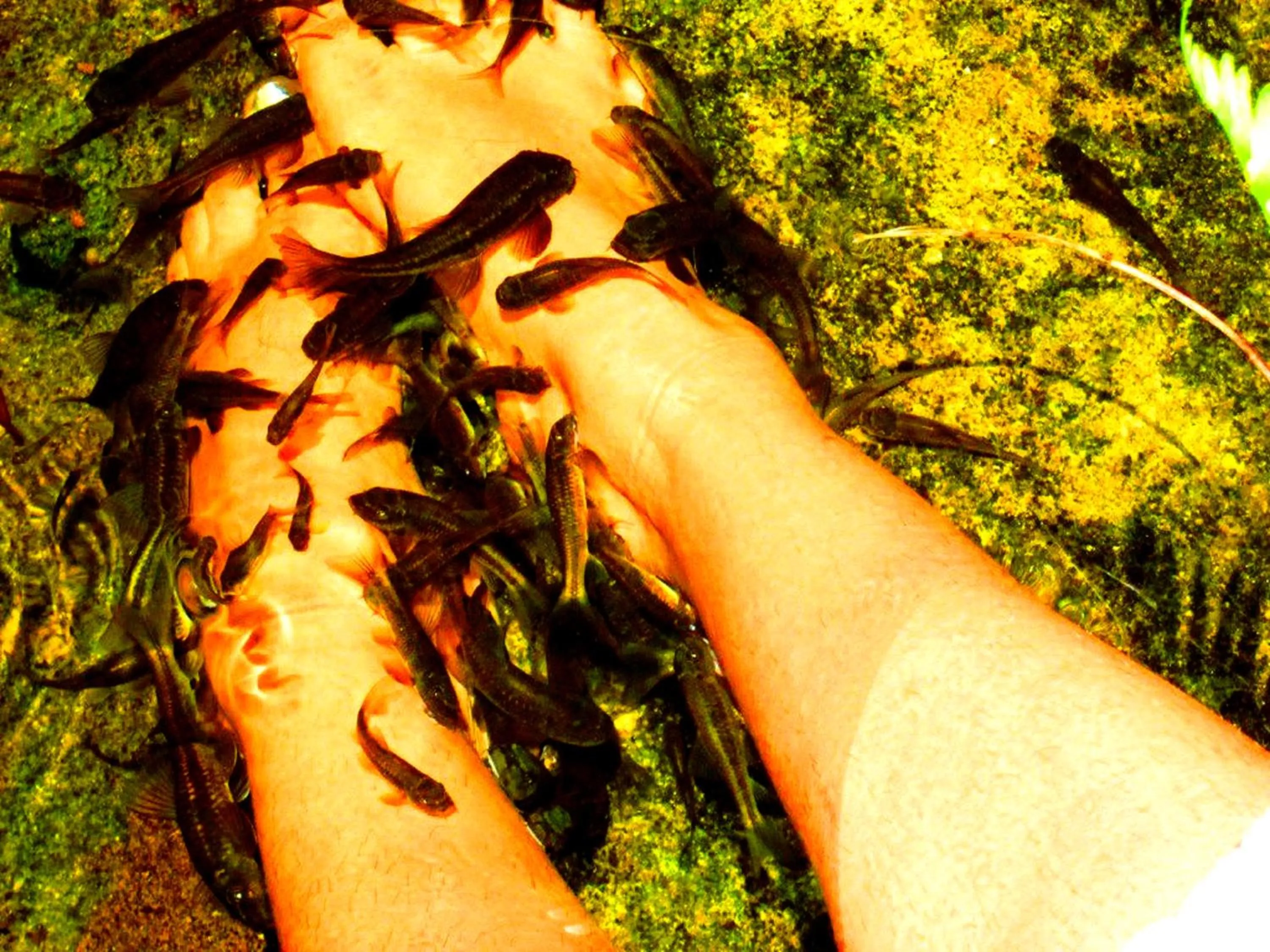 Activities in The Rainforest Ecolodge - Sinharaja with Shuttle Service from Car Park