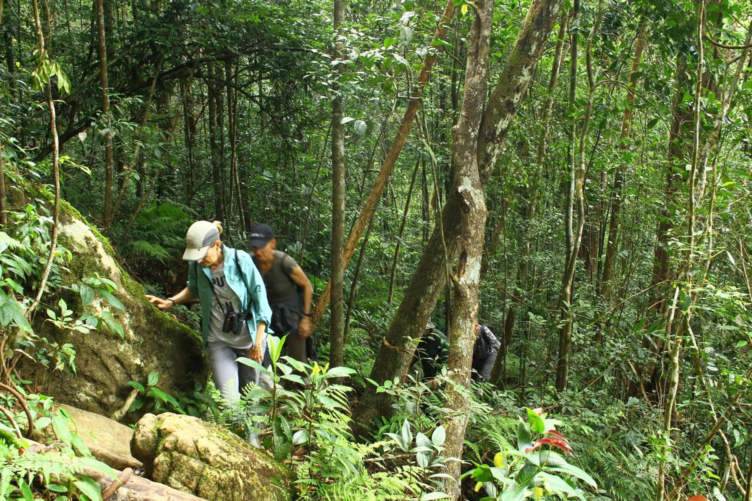 On site in The Rainforest Ecolodge - Sinharaja with Shuttle Service from Car Park