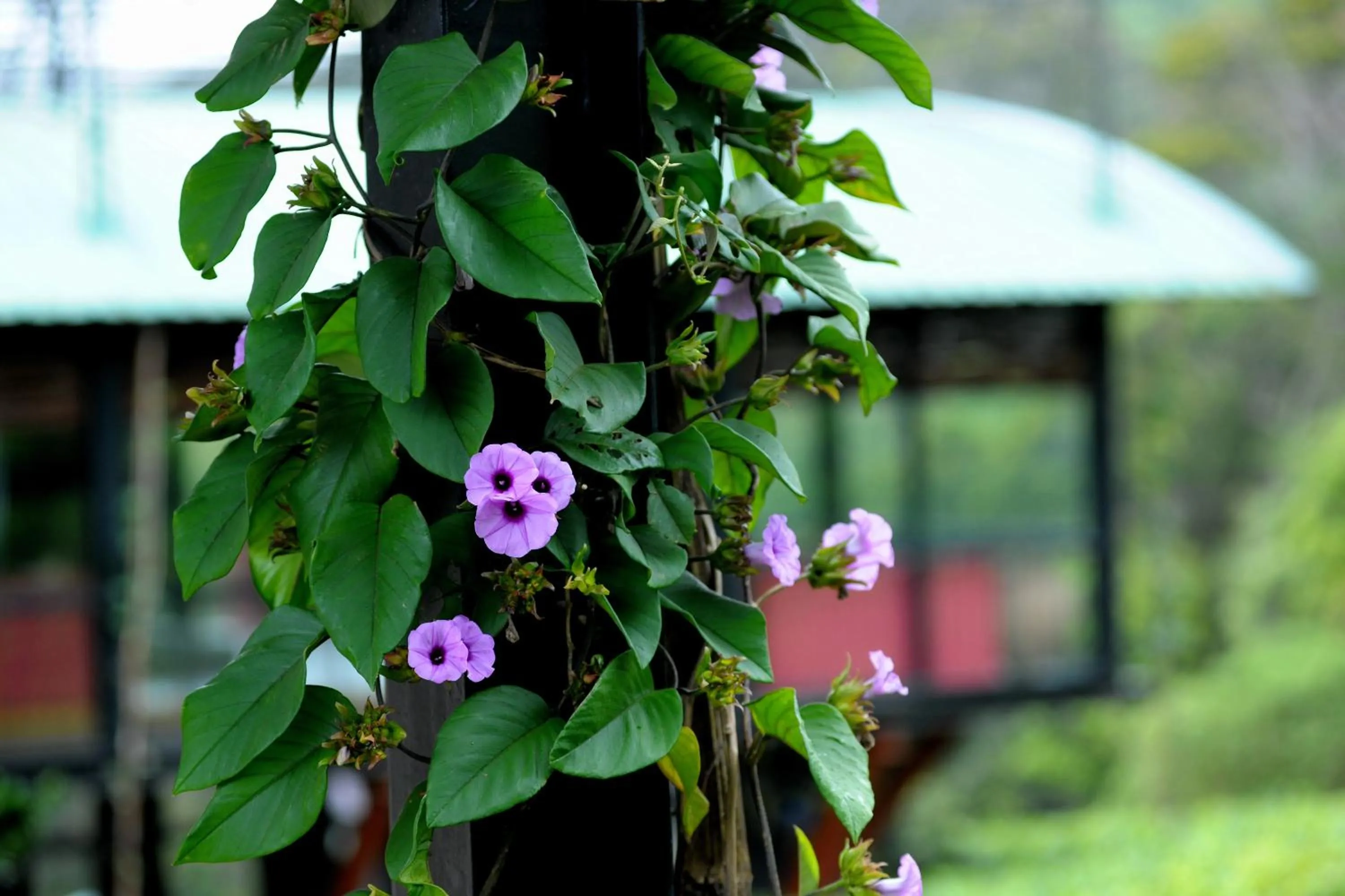 Garden in The Rainforest Ecolodge - Sinharaja with Shuttle Service from Car Park