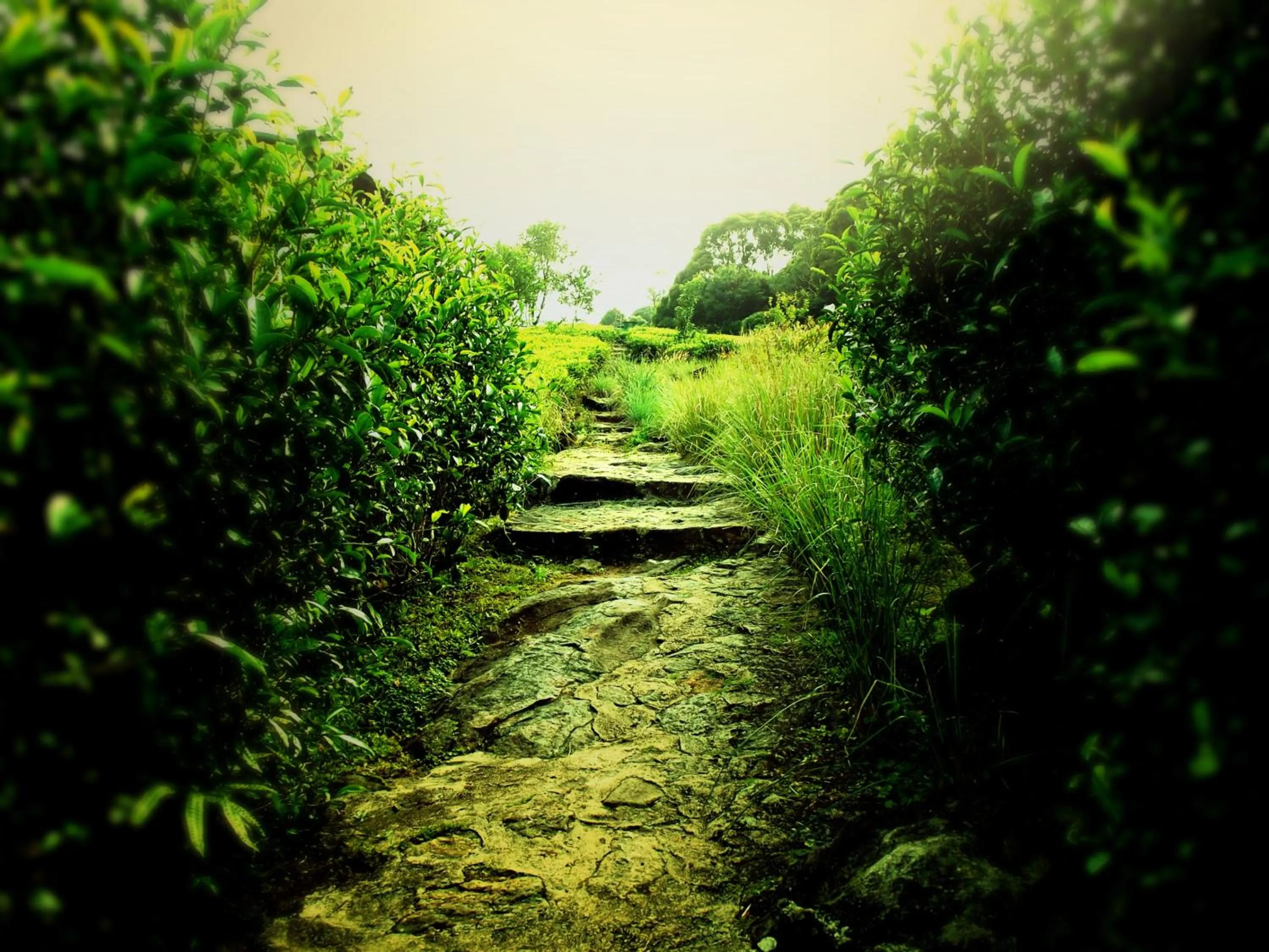 On site in The Rainforest Ecolodge - Sinharaja with Shuttle Service from Car Park