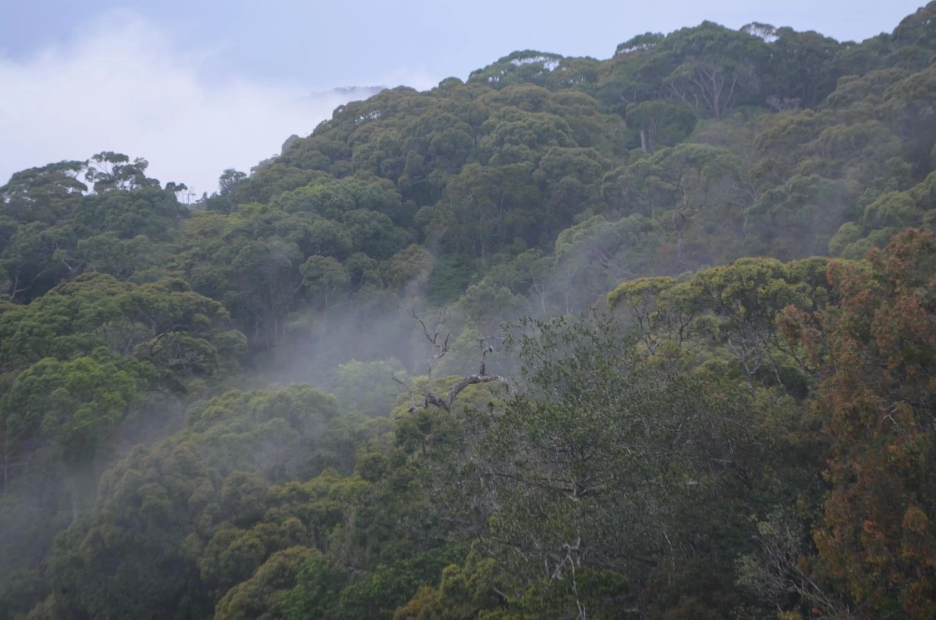 On site in The Rainforest Ecolodge - Sinharaja with Shuttle Service from Car Park