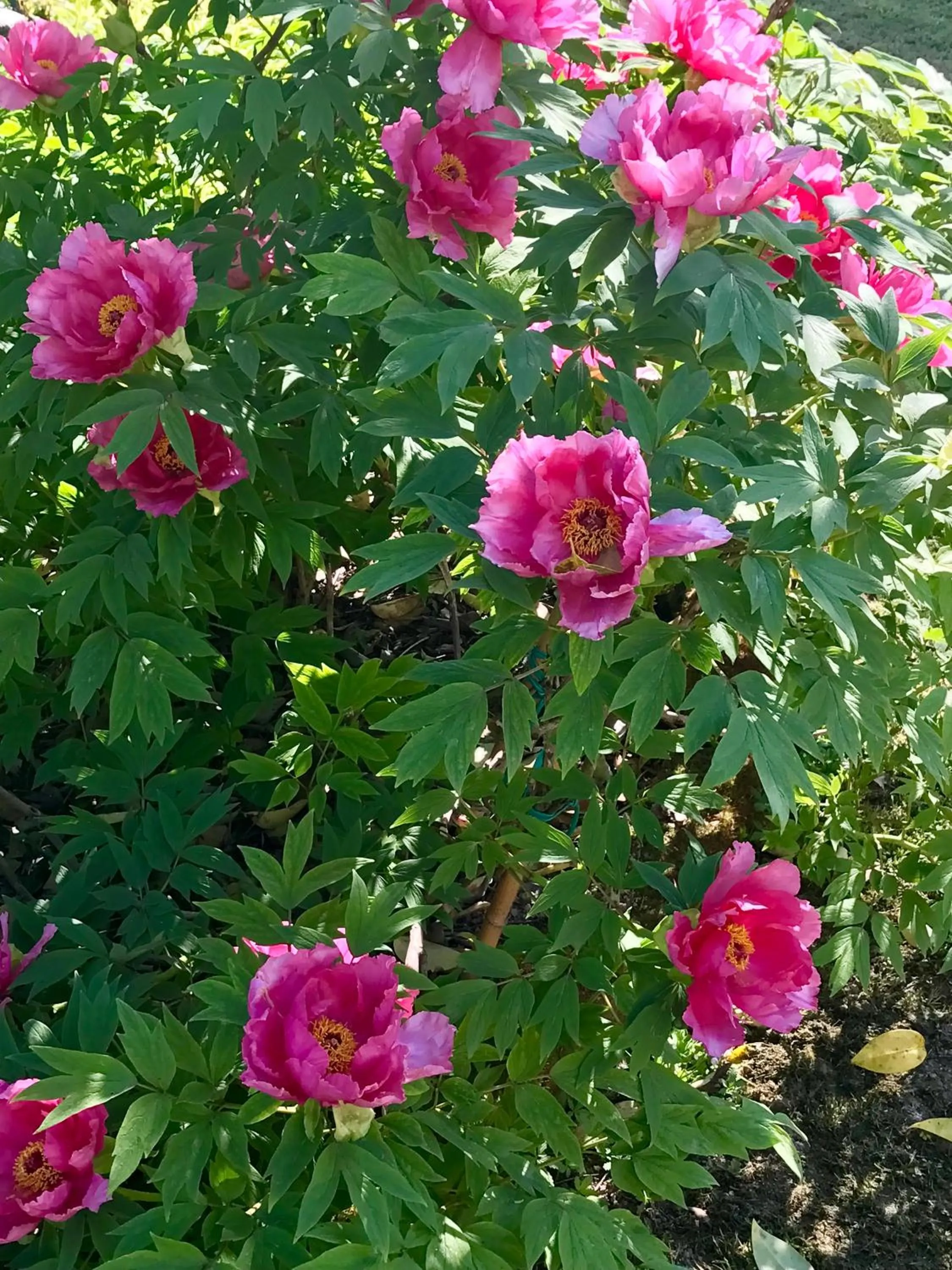 Garden in Al Vecchio Fienile