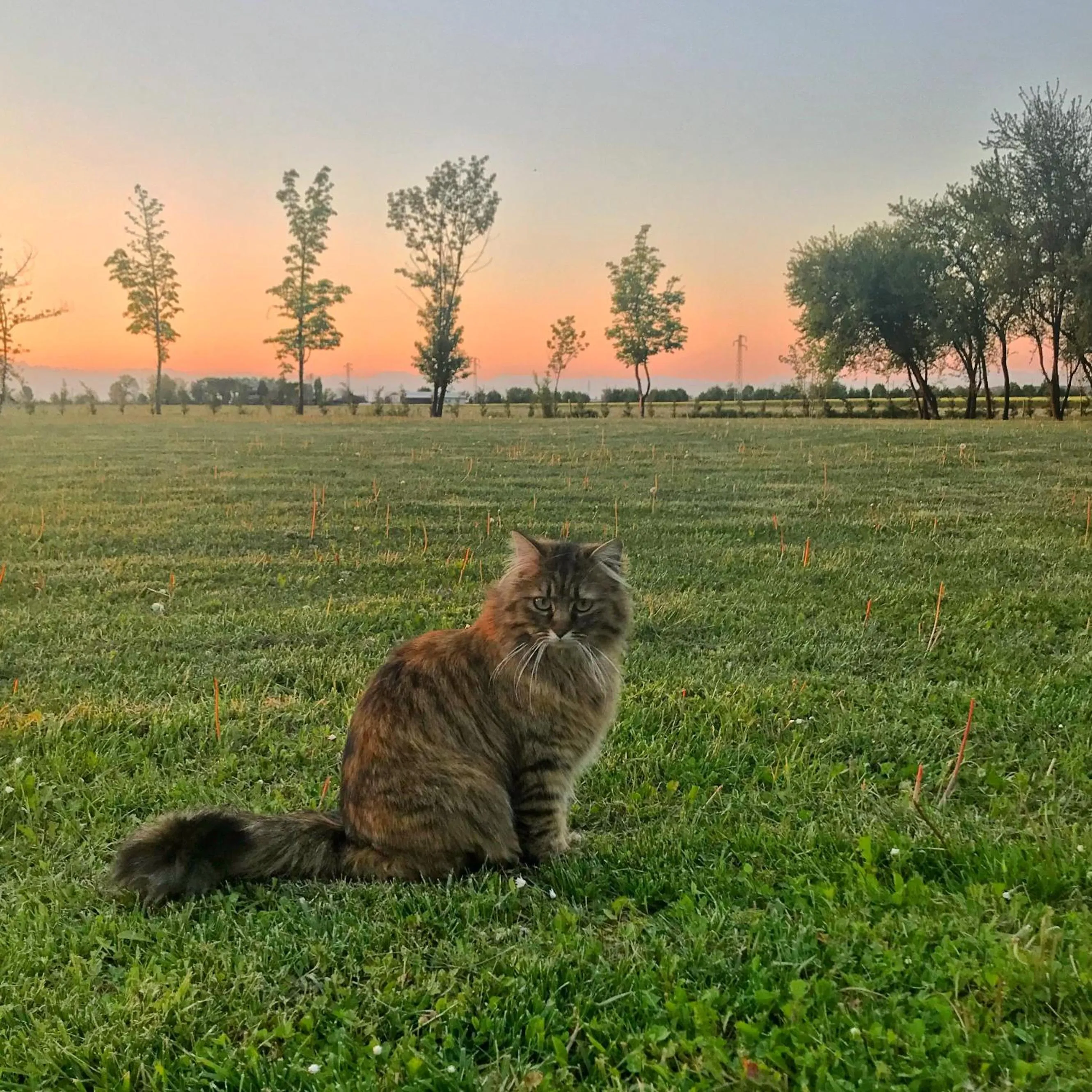 Animals in Al Vecchio Fienile