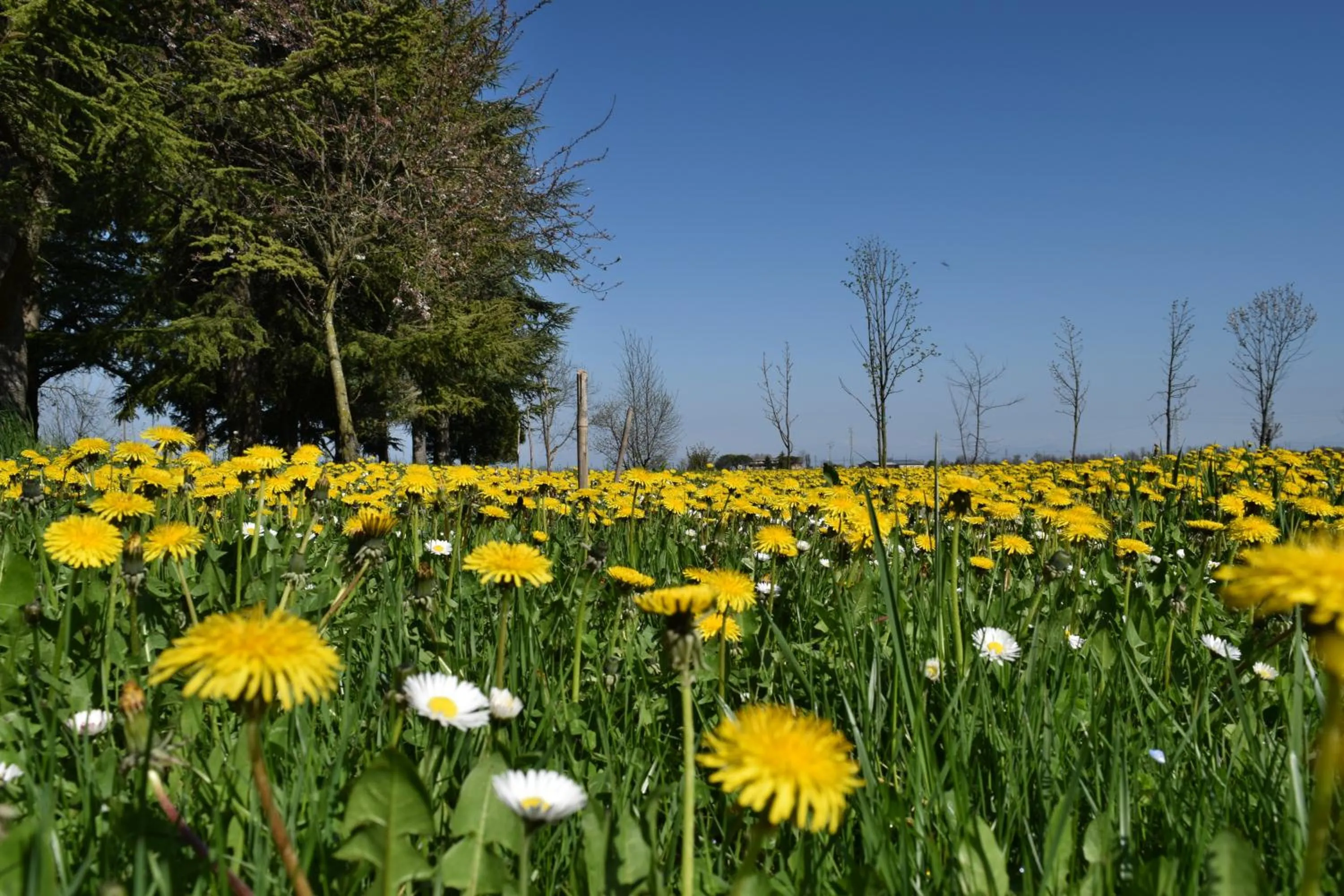 Garden in Al Vecchio Fienile