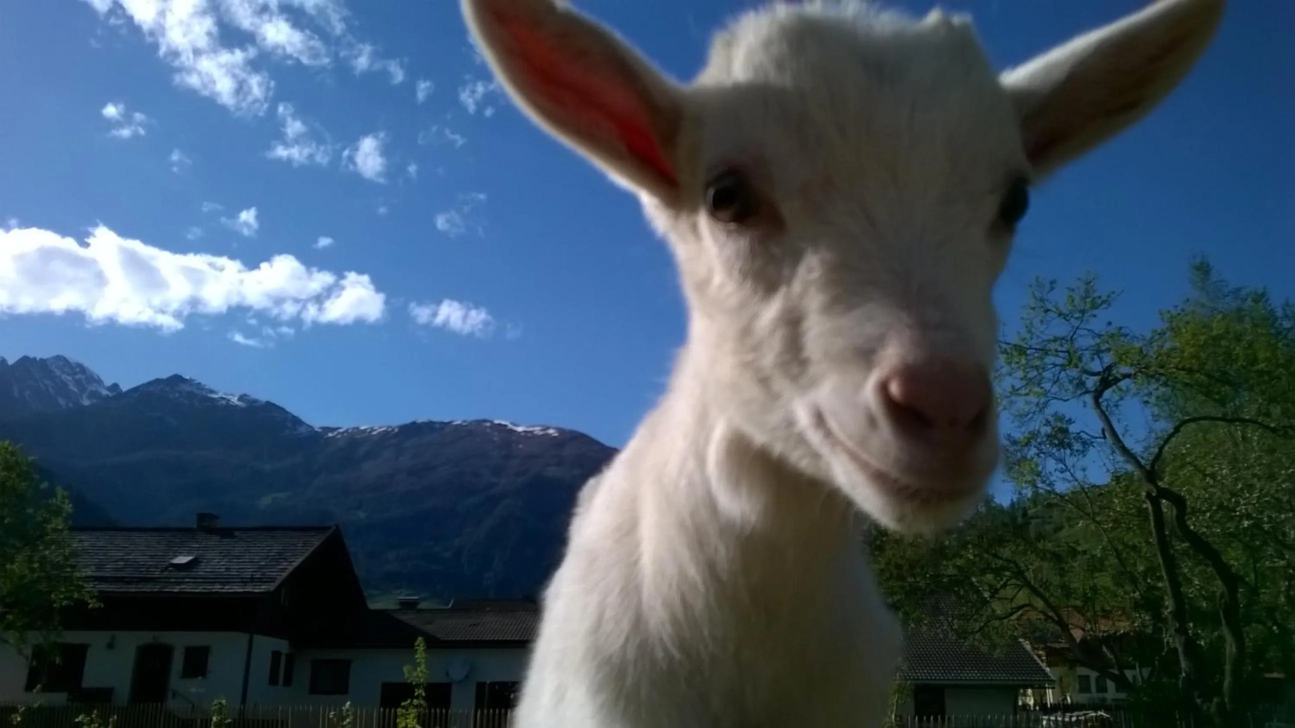 Animals in Hotel Schlosswirt