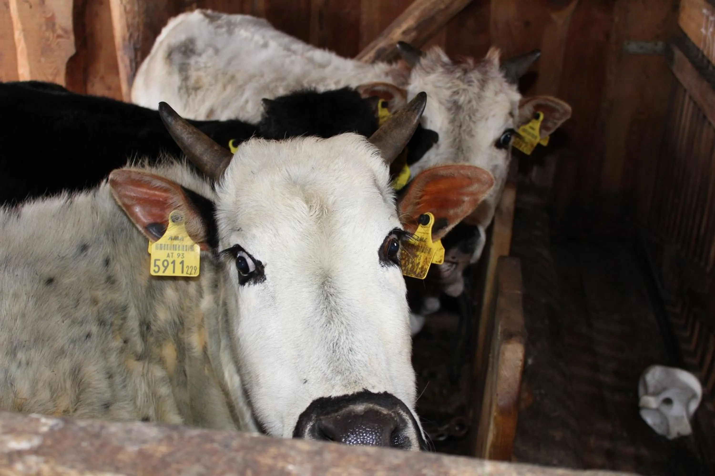 Animals in Hotel Schlosswirt