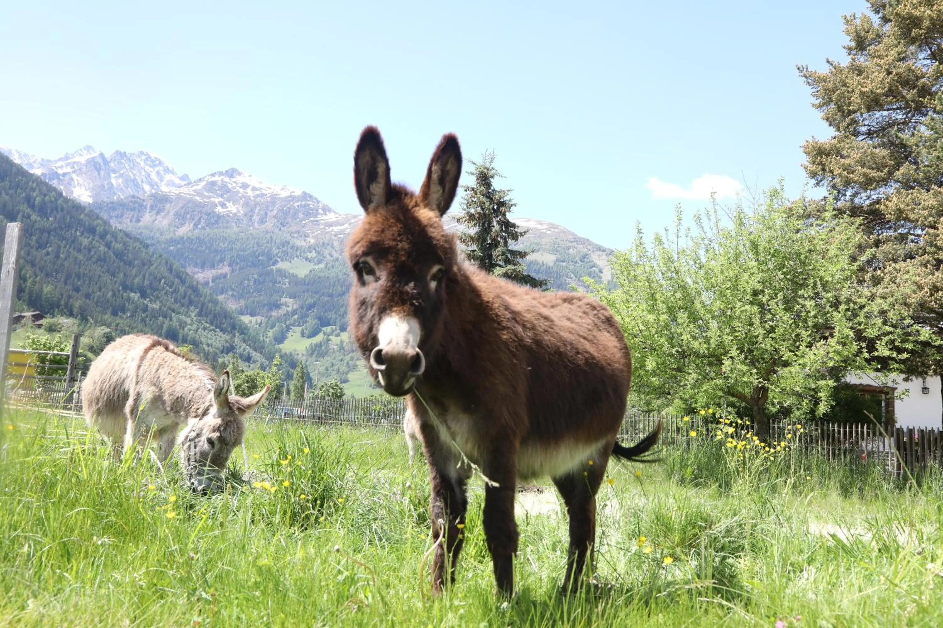 Pets in Hotel Schlosswirt