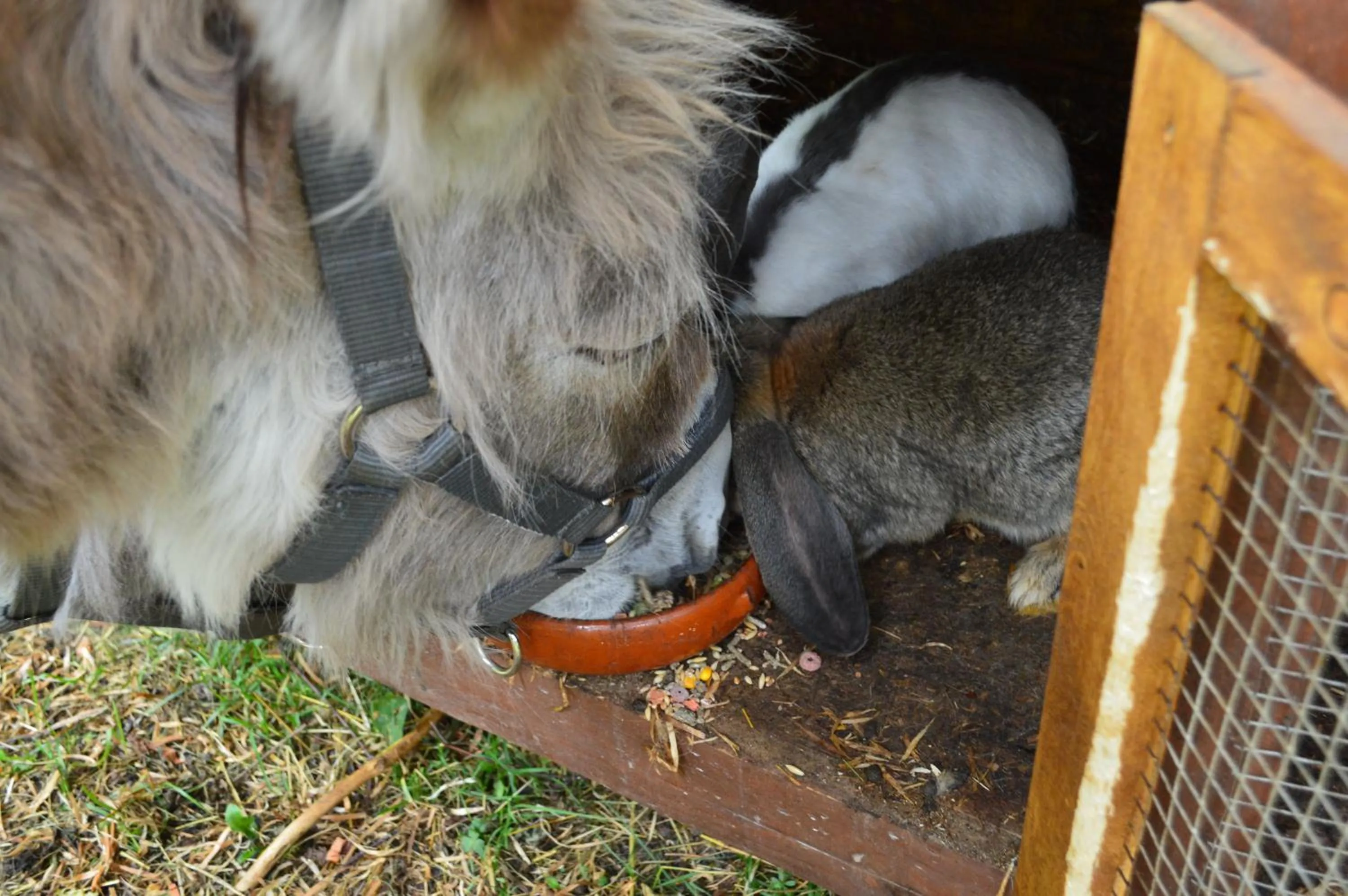 Garden in Hotel Schlosswirt