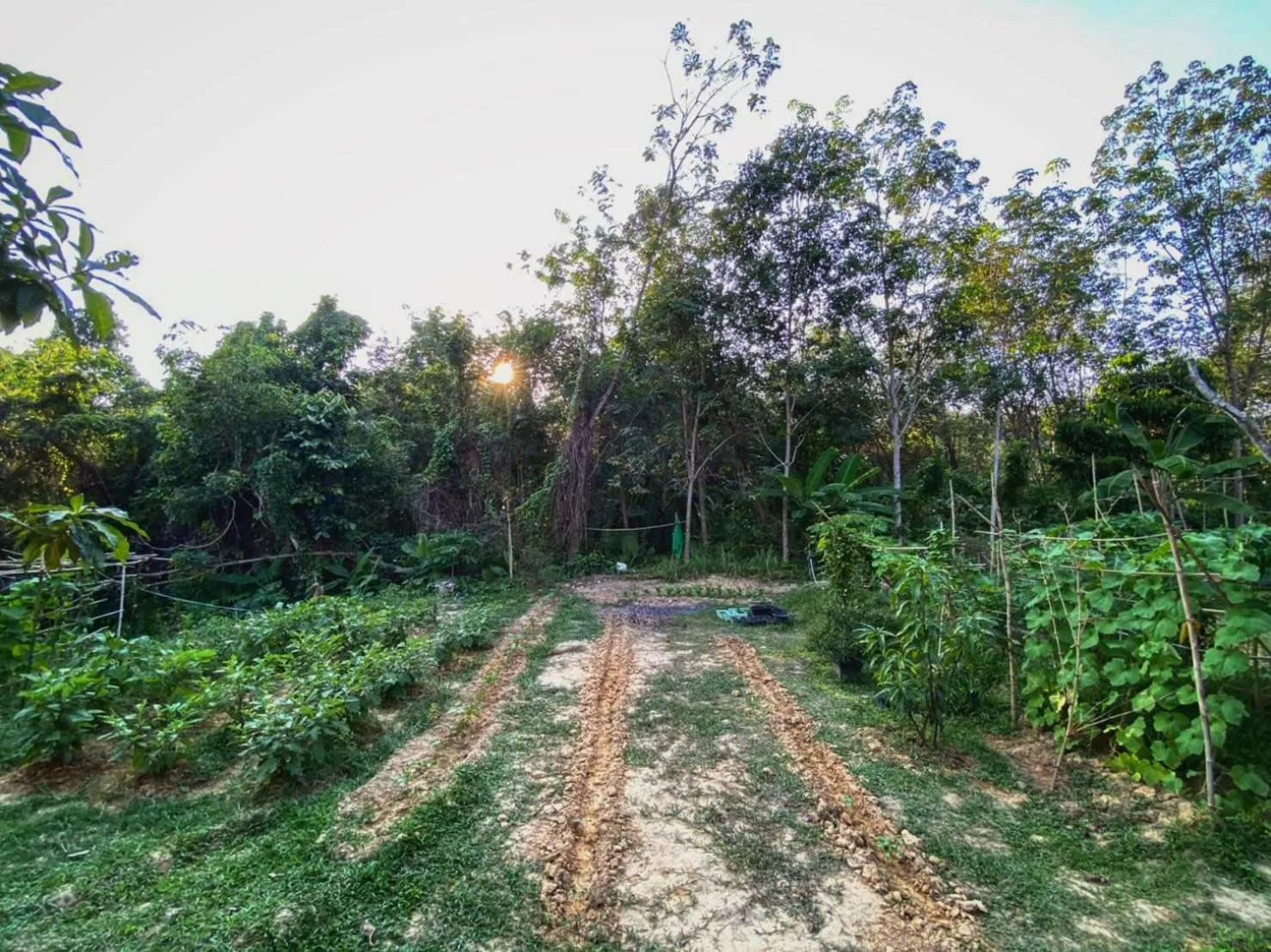 Natural landscape in Kohmook Nurse House