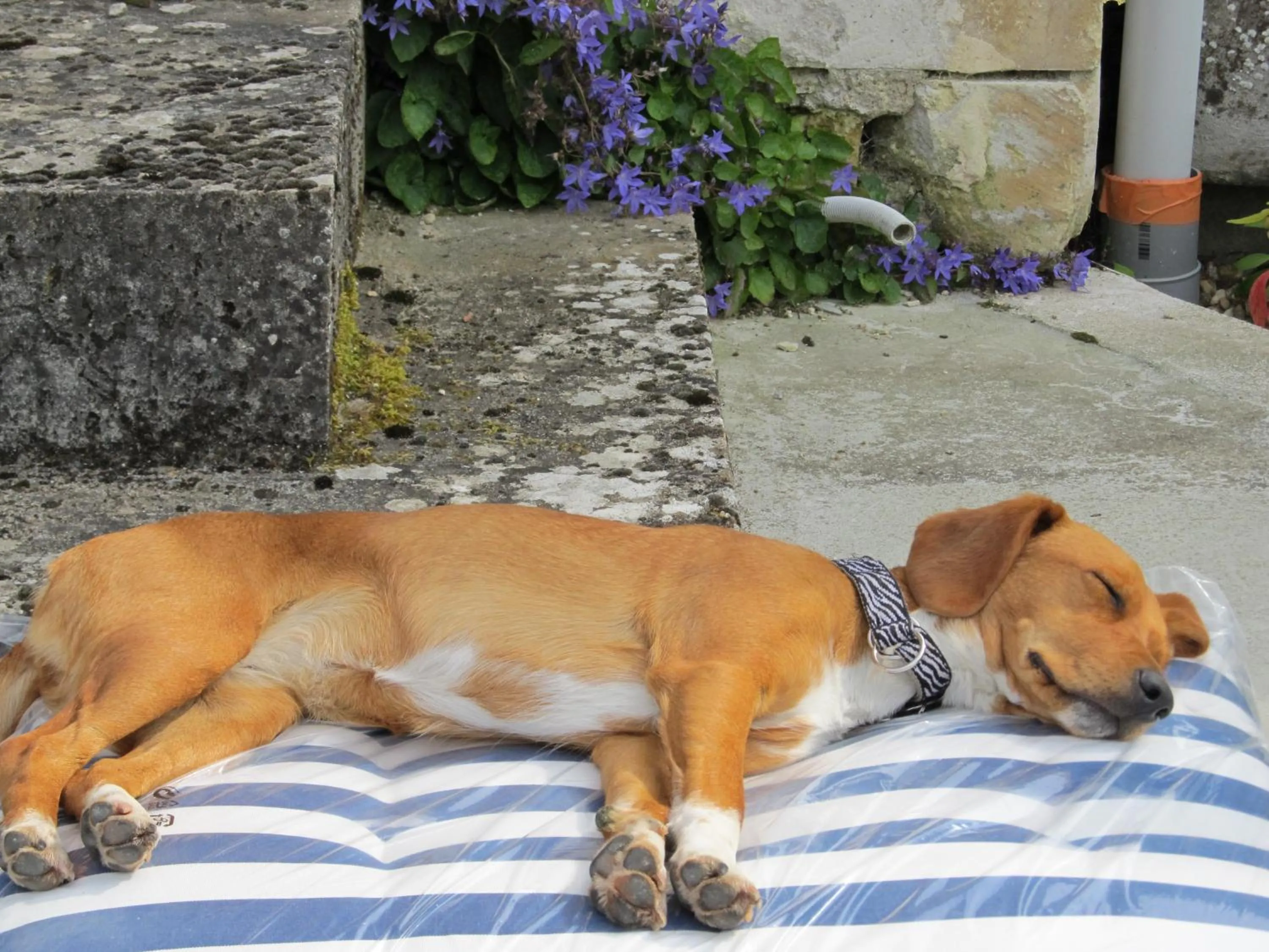 Pets in Le Clos de la Garde