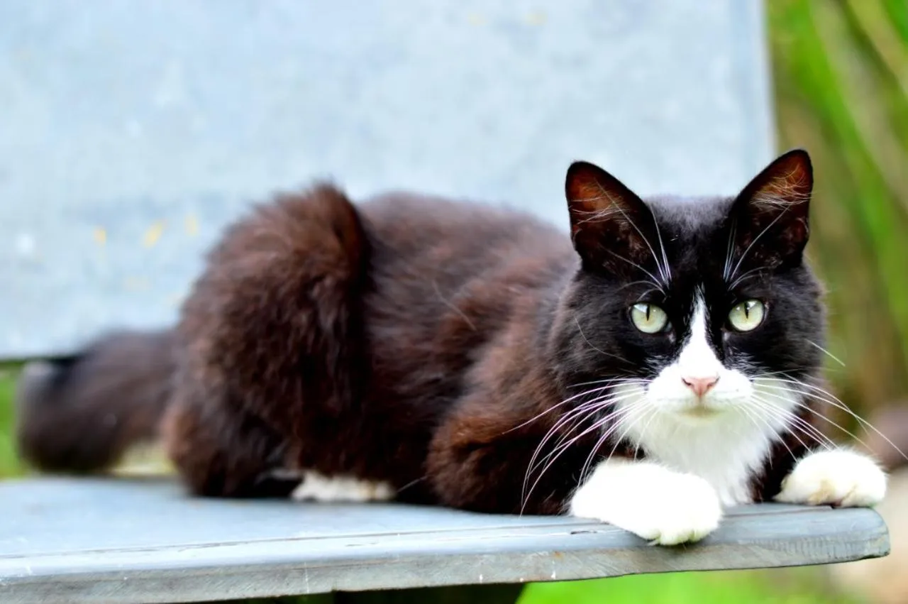 Cantinho da Geisa - suítes mobiliadas