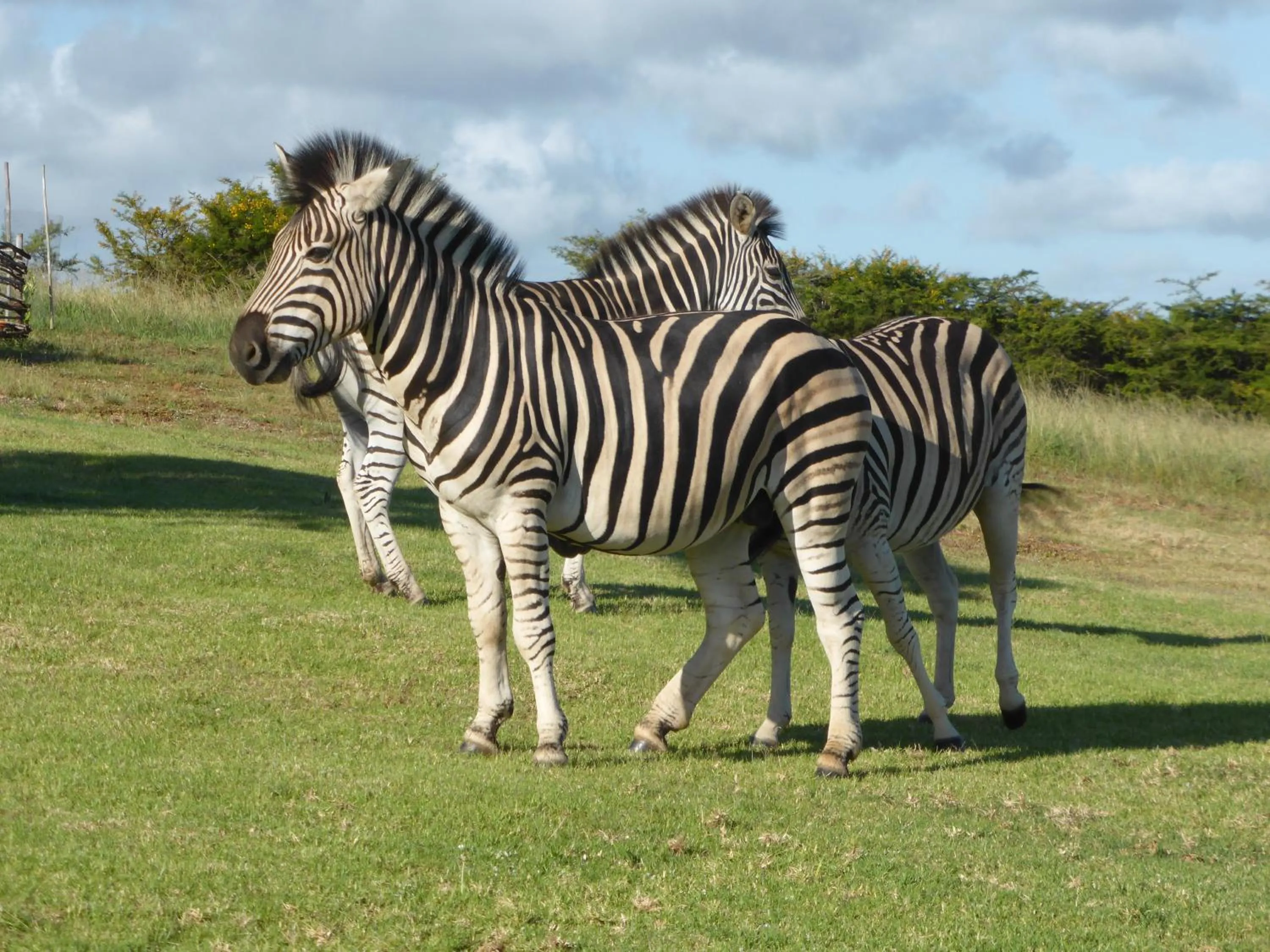 Animals in Jbay Zebra Lodge