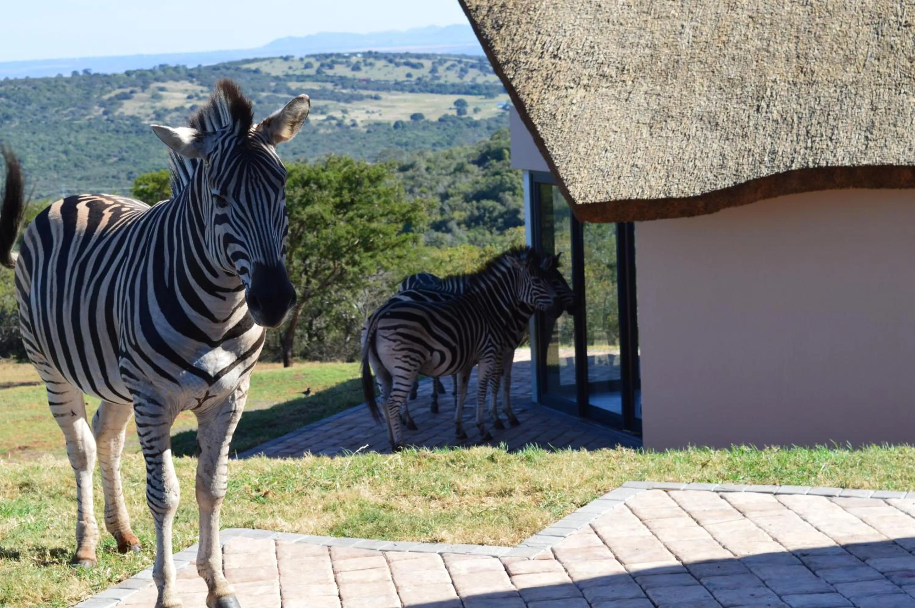 Pets in Jbay Zebra Lodge