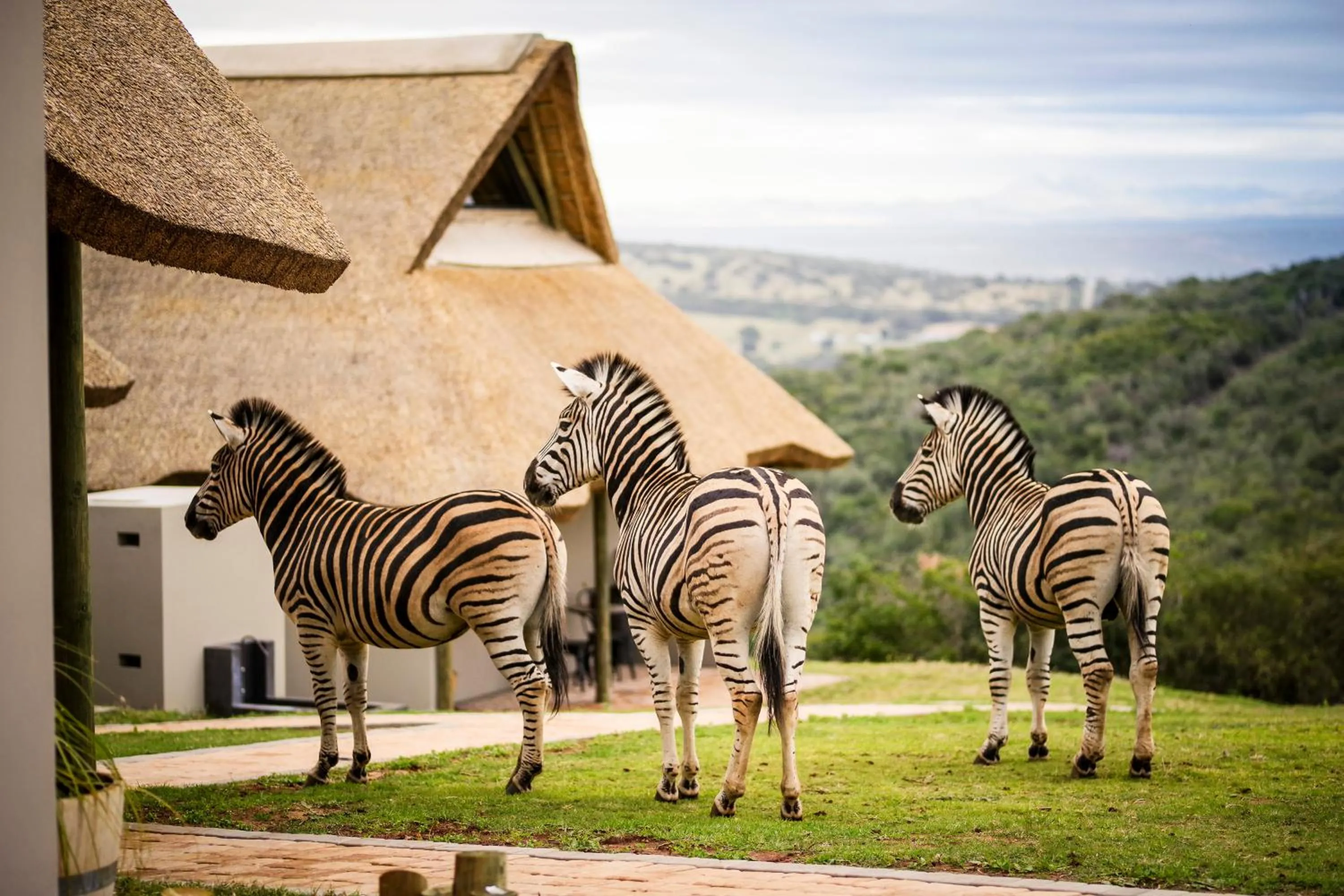 Jbay Zebra Lodge