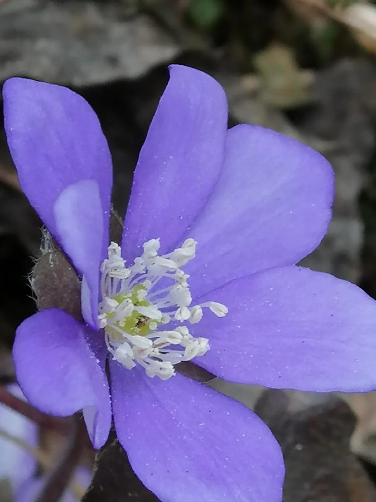 Garden in Gasthof Zum Kramer