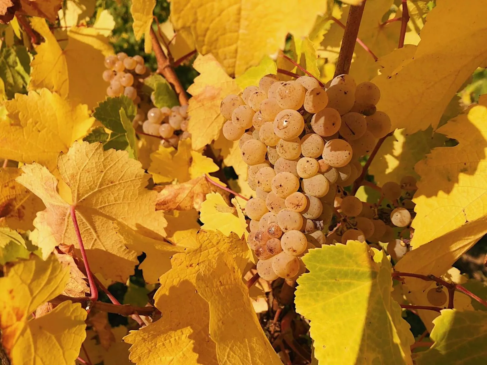 Garden in Weingut-Aparthotel Olinger