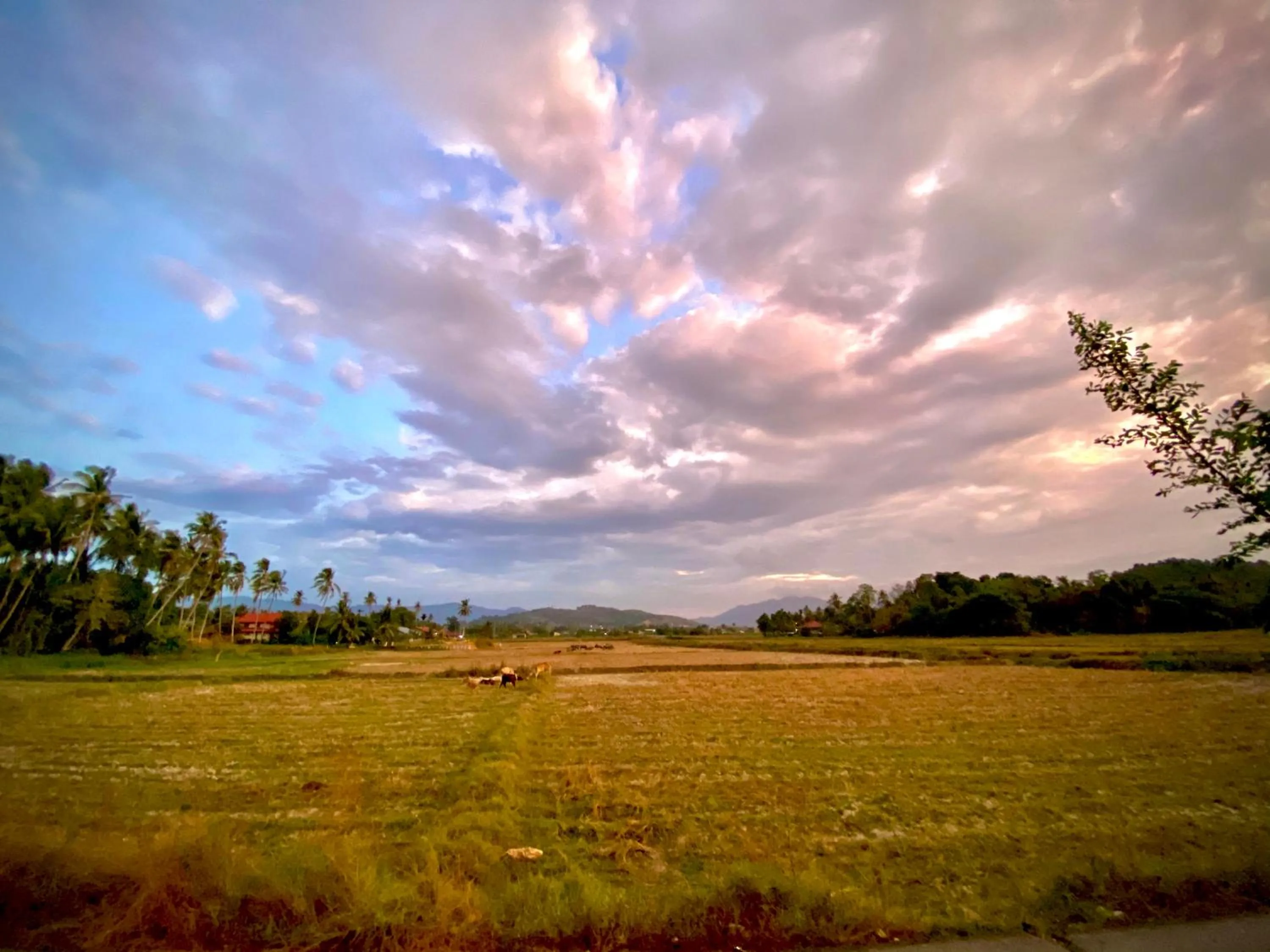 Natural landscape in The Paddy Field - Private Pool Villas