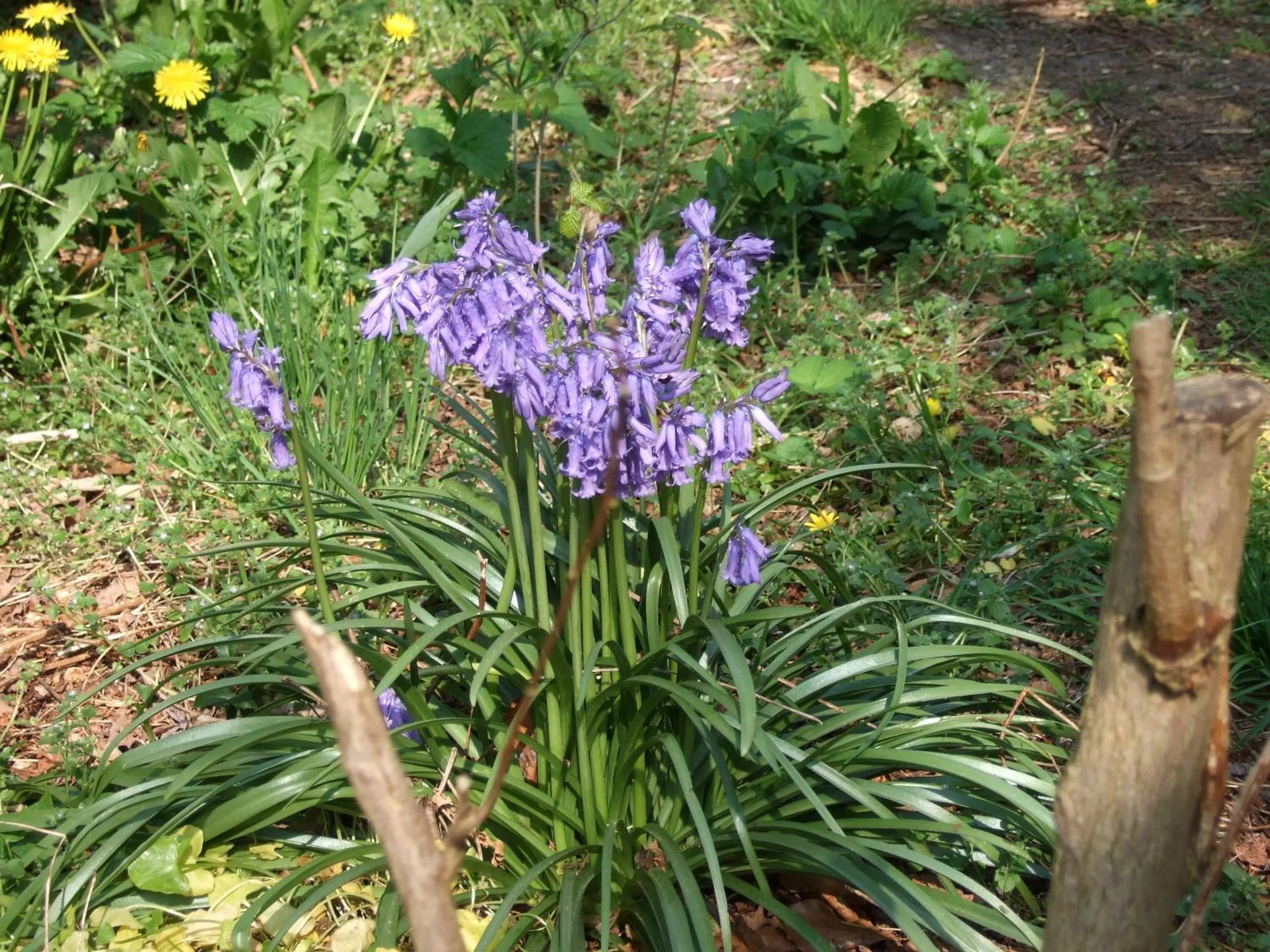 Garden in Chambres d'hôtes La Tribu