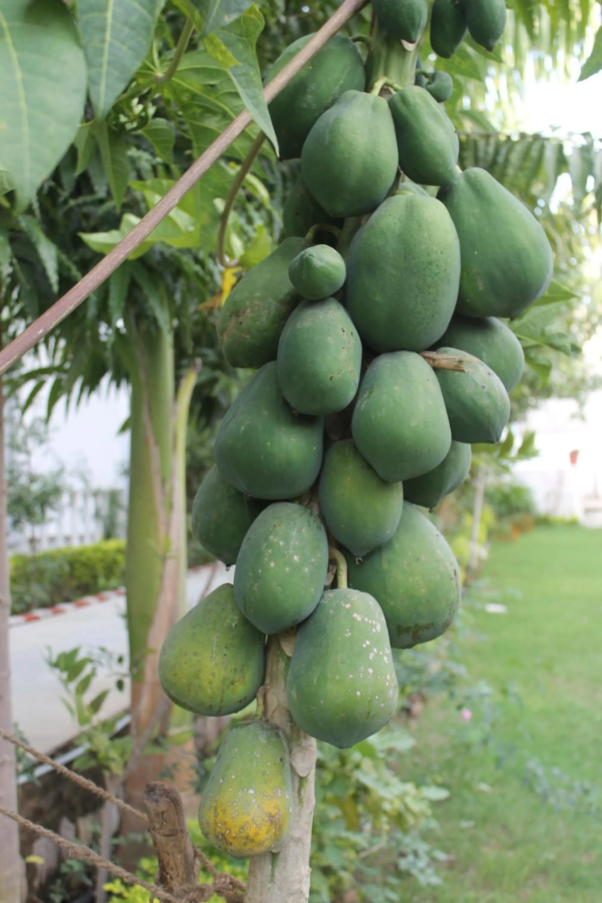 Garden in Hotel isabel Palace