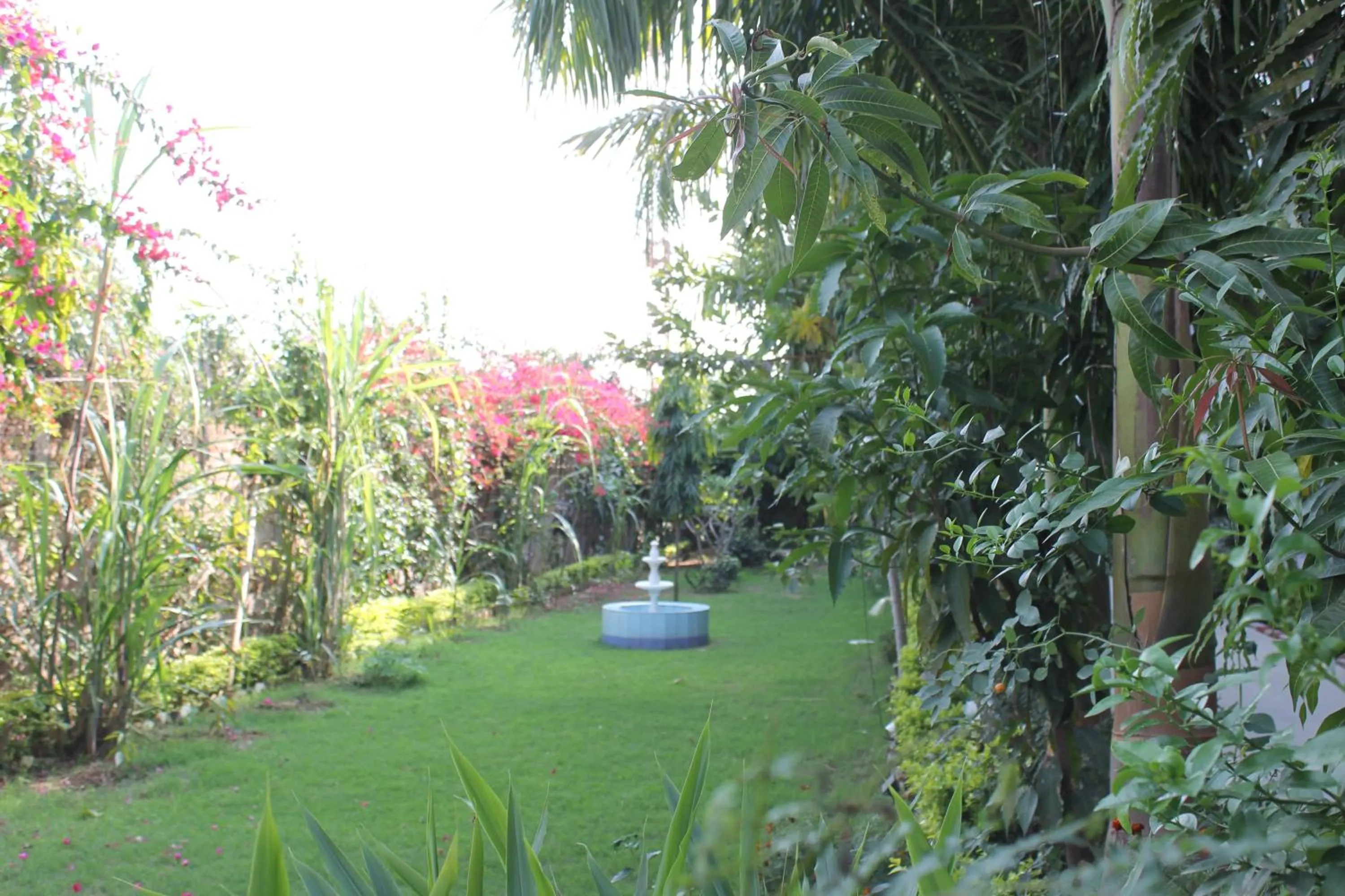 Garden in Hotel isabel Palace