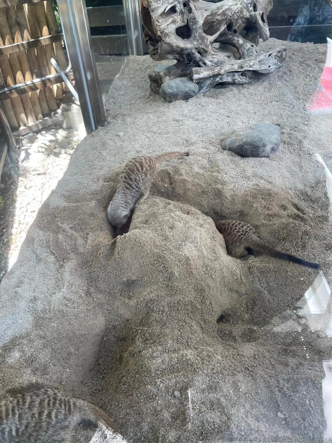 Animals in River Forest Leisure Farm