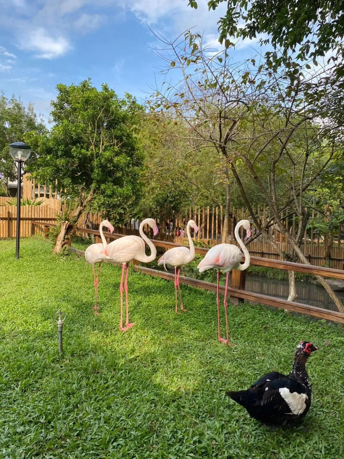 Animals in River Forest Leisure Farm