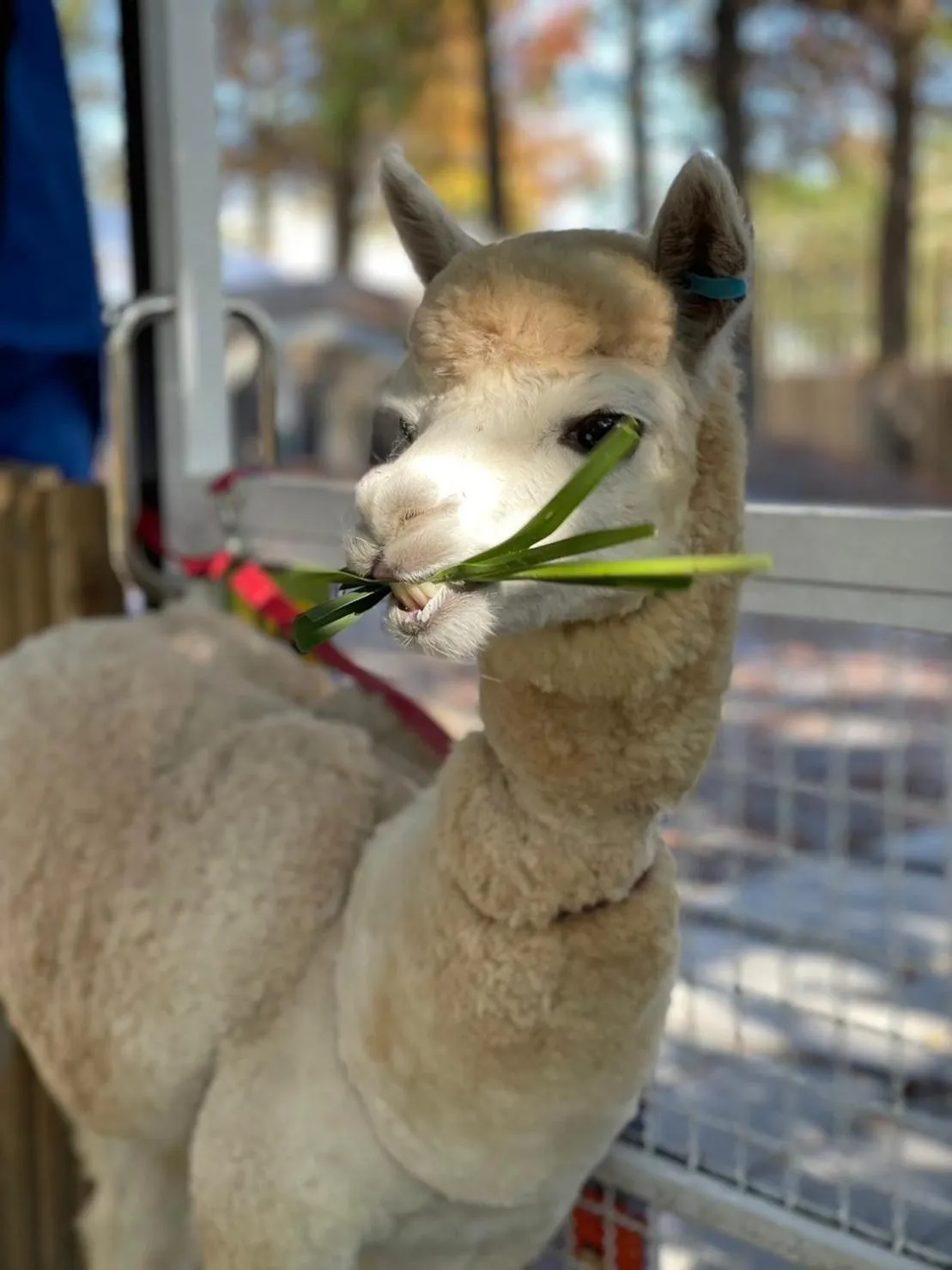 Animals in River Forest Leisure Farm