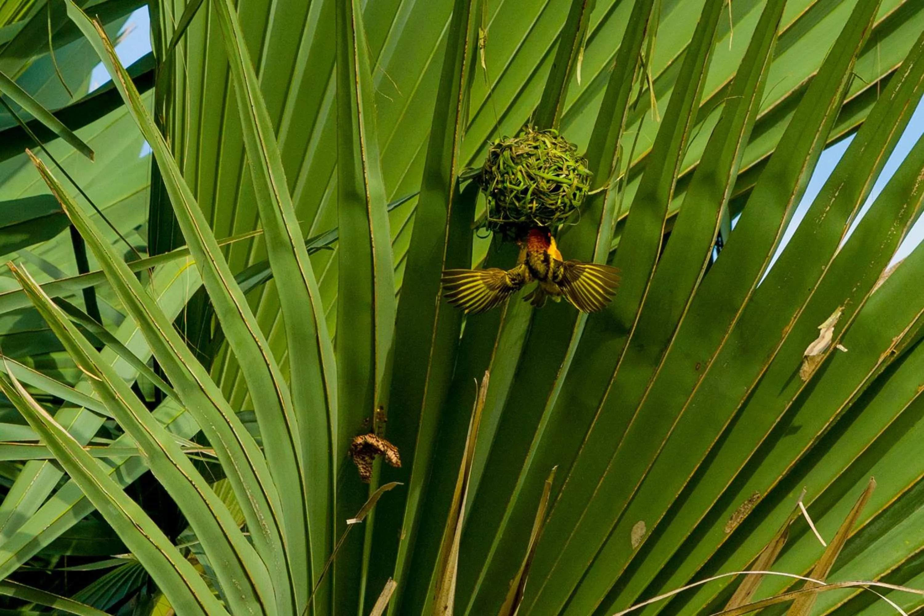 Nearby landmark in Tamba Kuruba Eco-lodge