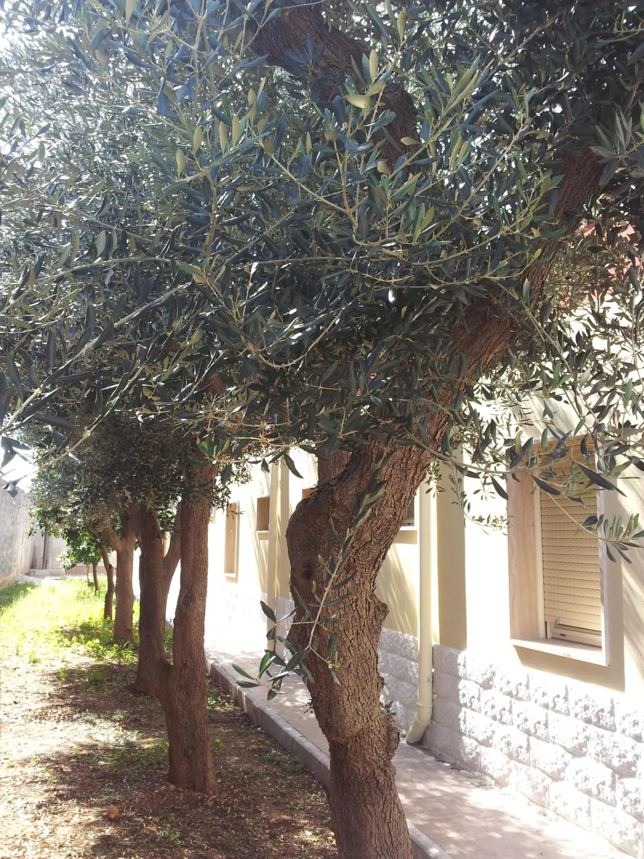 Garden in Hotel Giardino