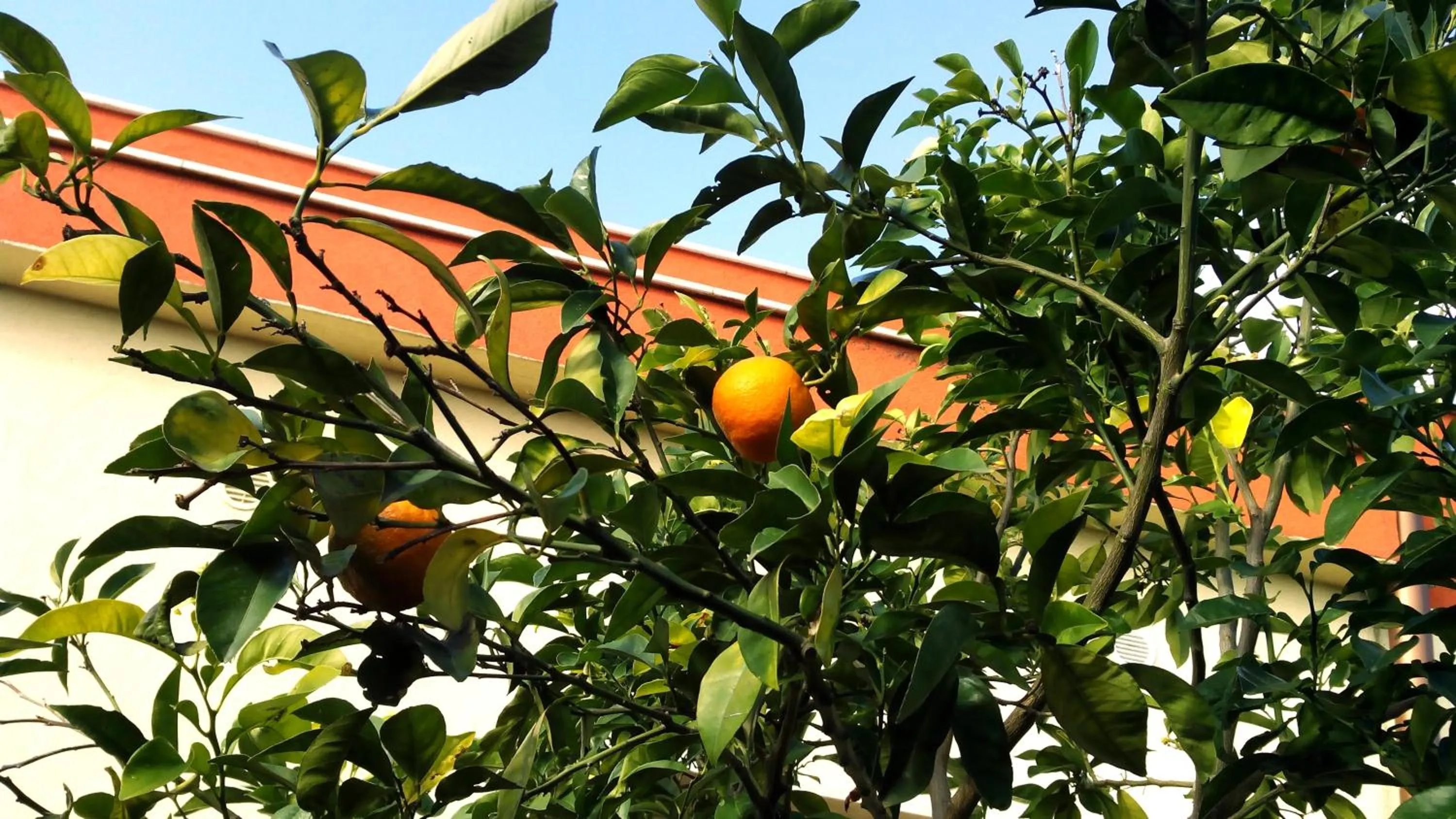 Garden in Hotel Giardino