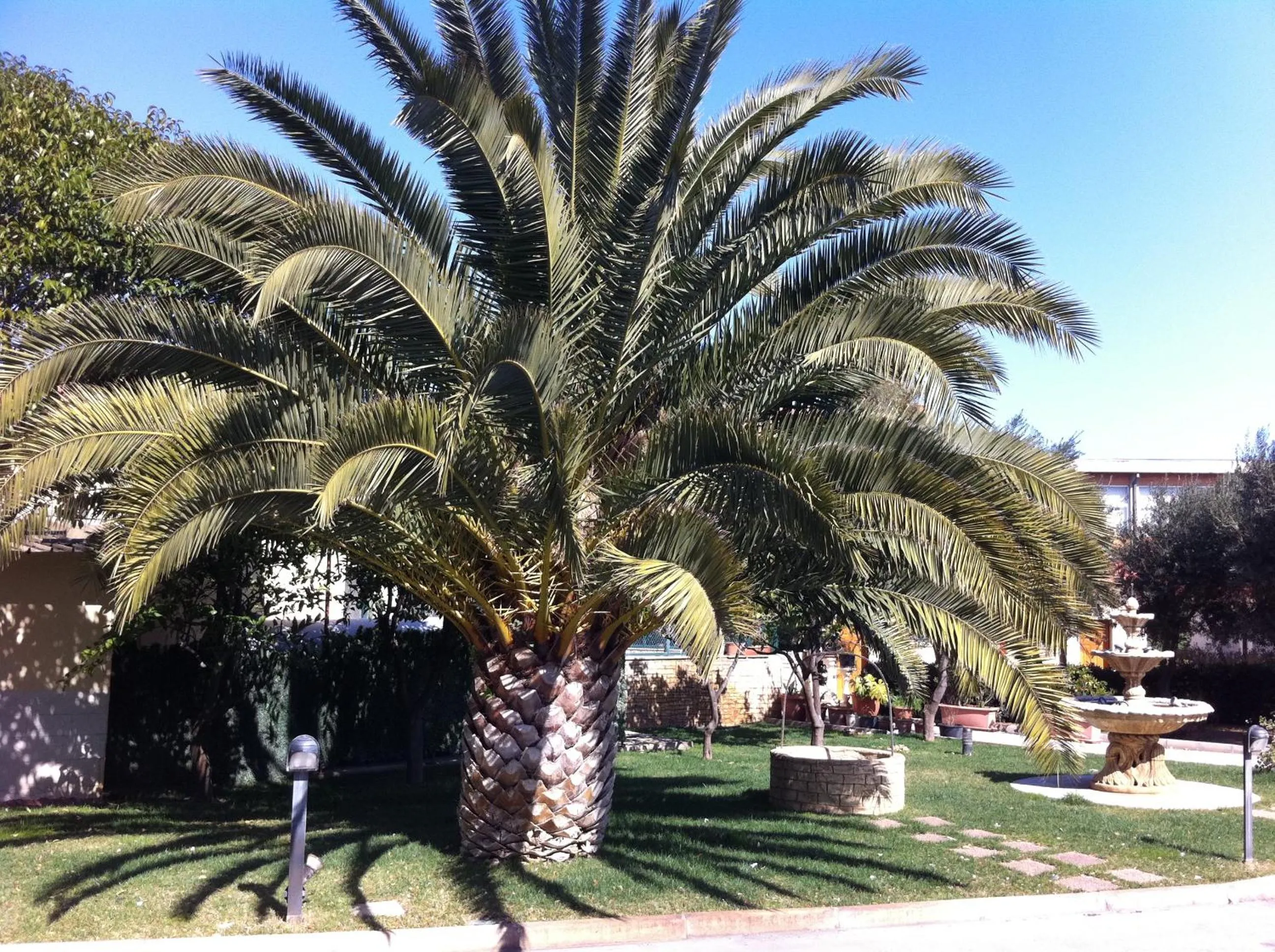 Garden in Hotel Giardino