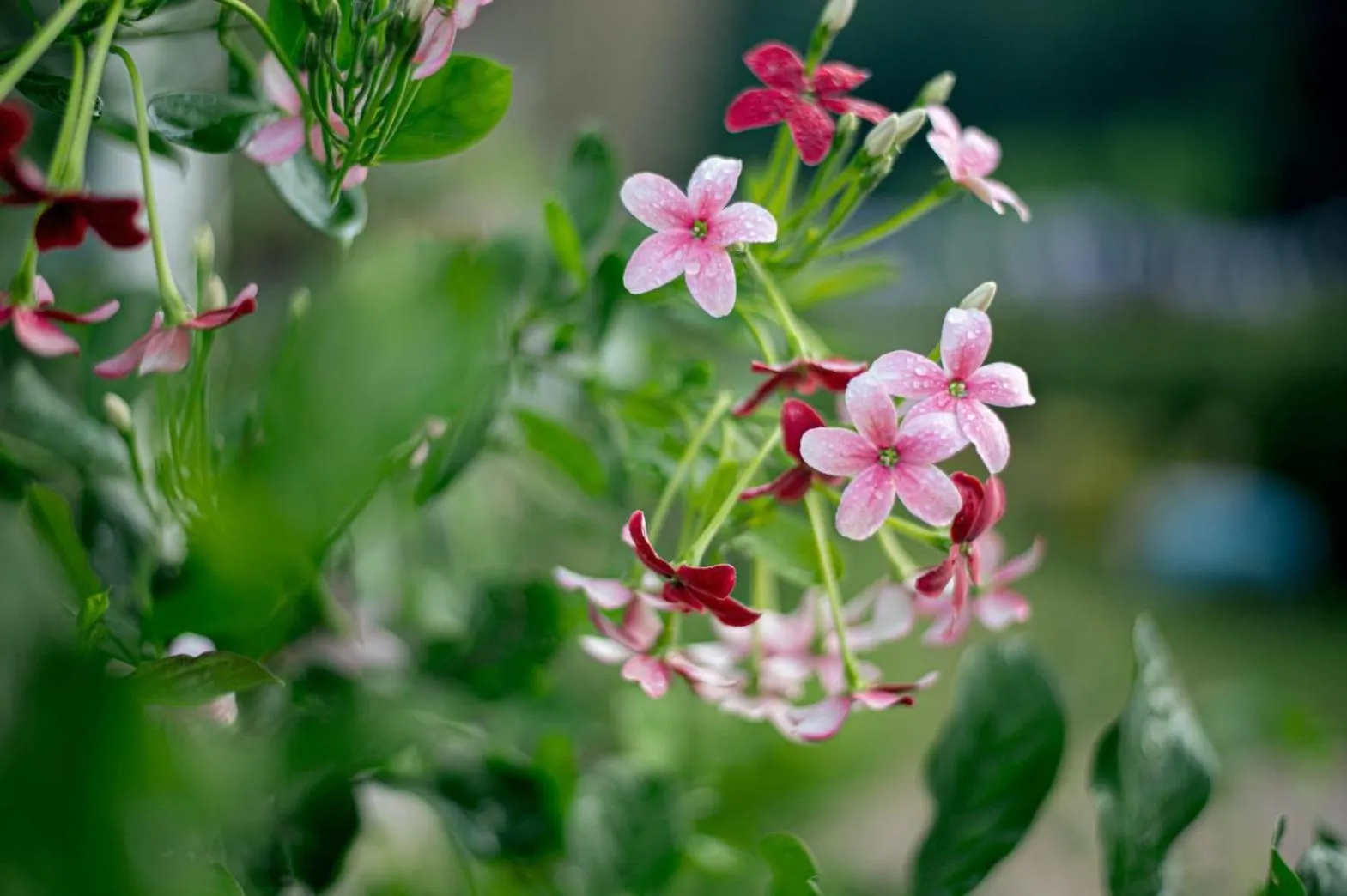 Natural landscape in CoZy House Chiangrai