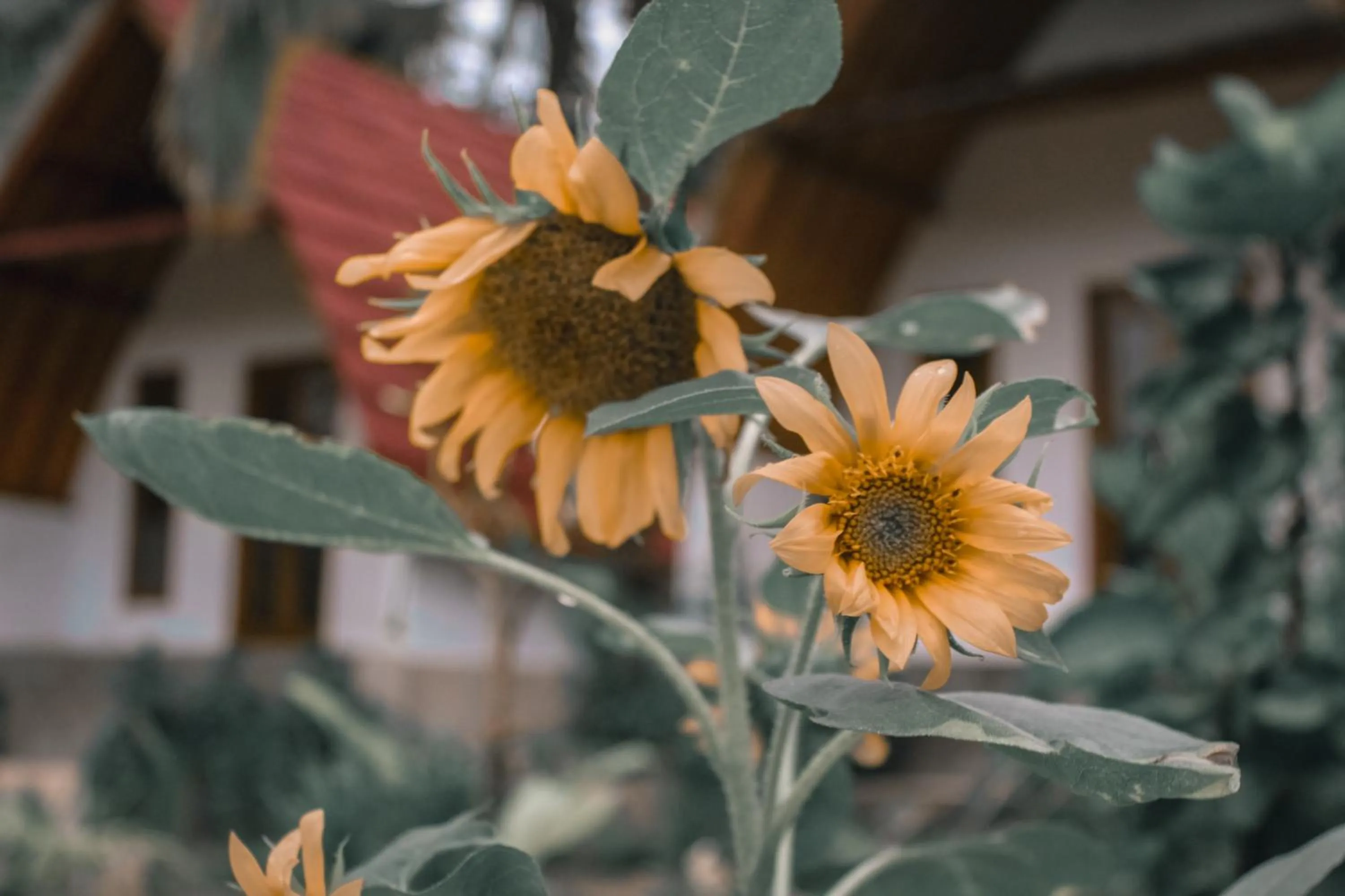 Garden in Diamond Beach Bungalow