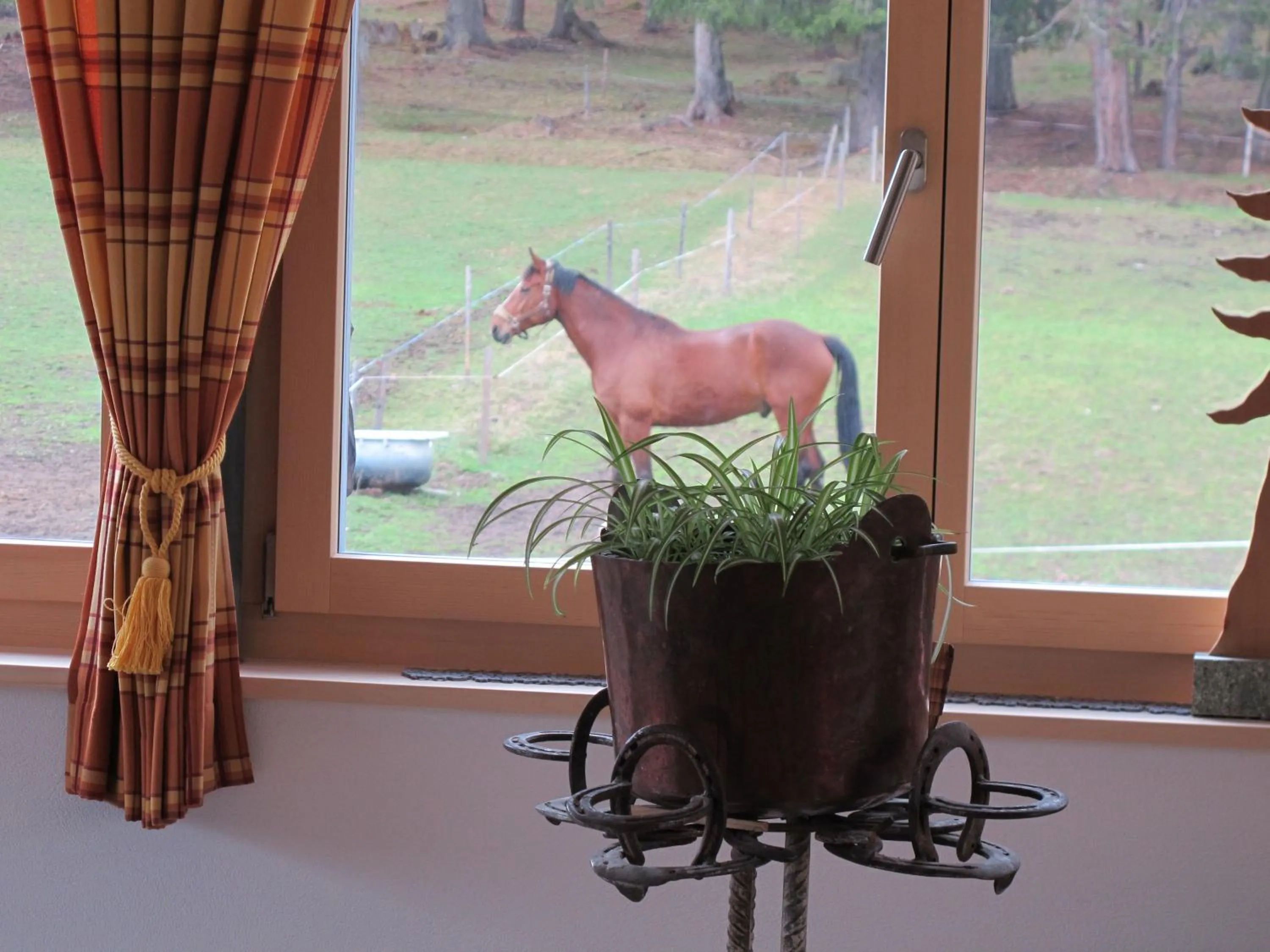 Animals in Reitstall und Saloon San Jon