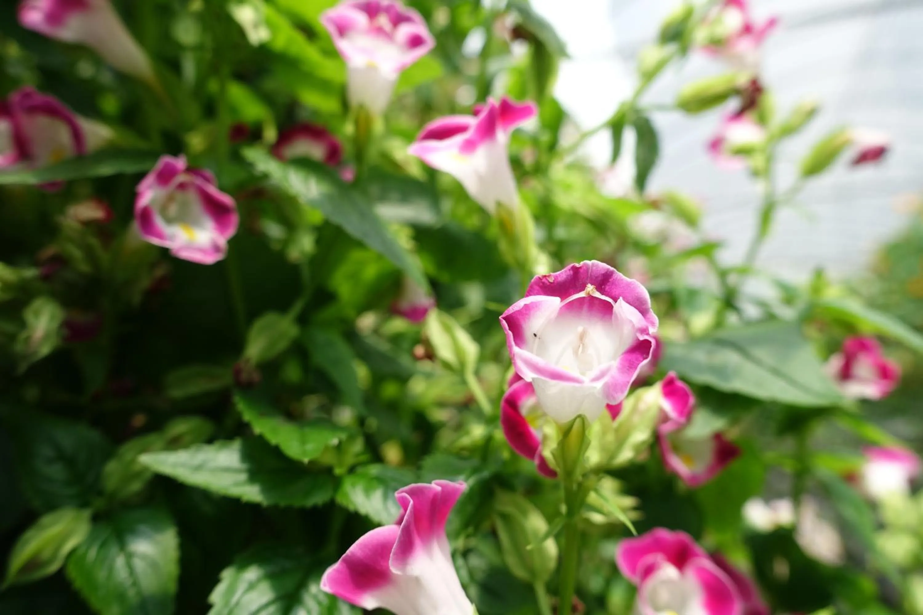 Tai-Yi Red Maple Resort