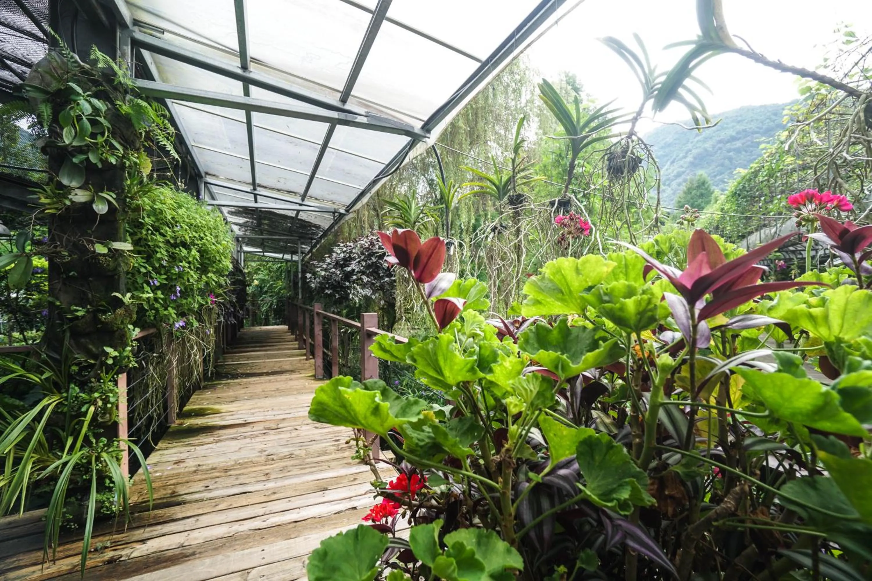 Tai-Yi Red Maple Resort