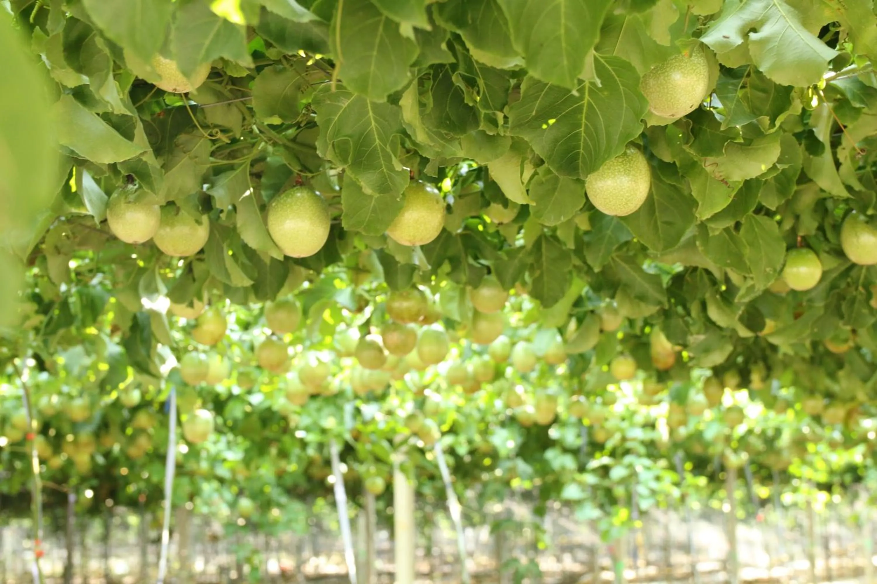 Tai-Yi Red Maple Resort