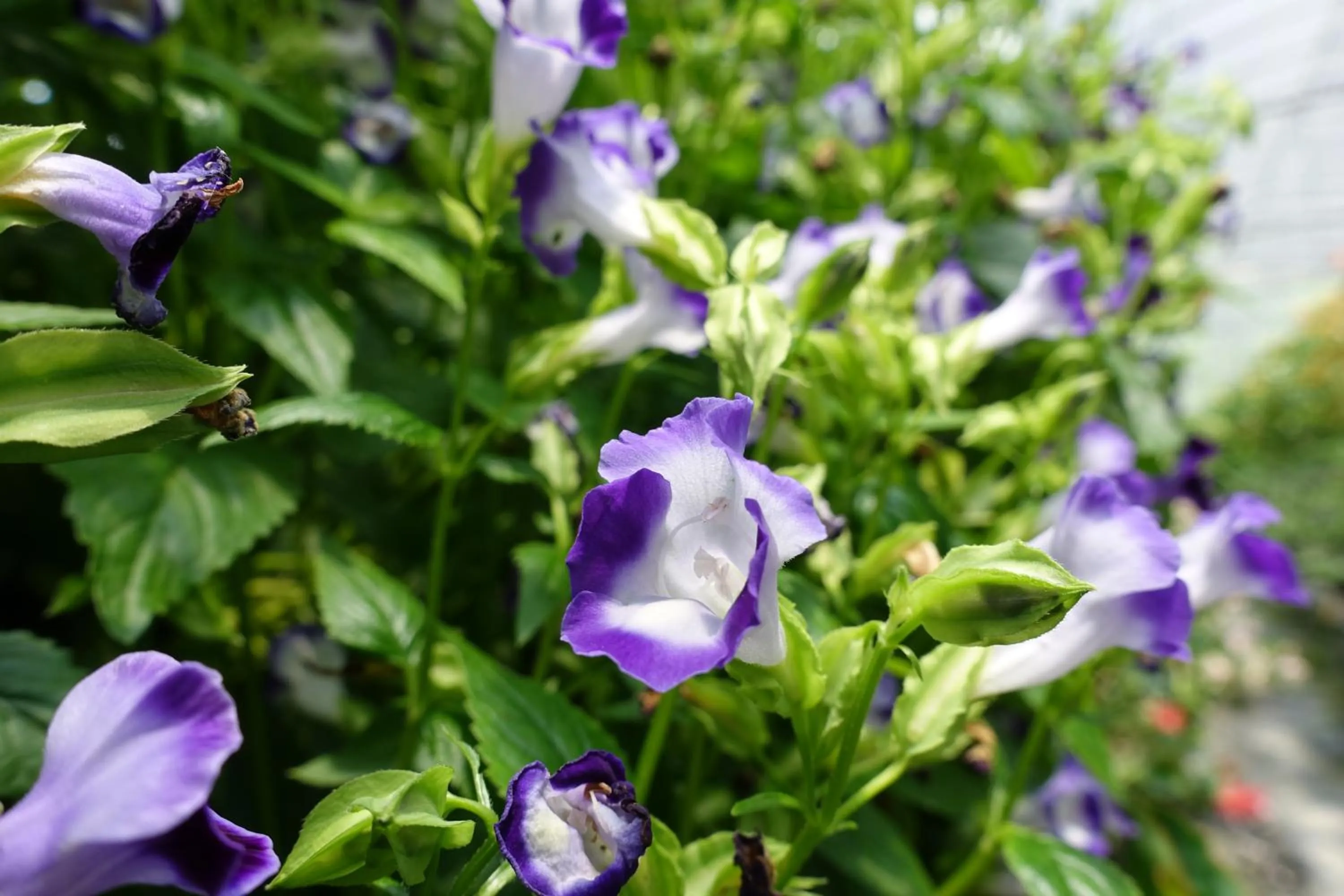 Tai-Yi Red Maple Resort