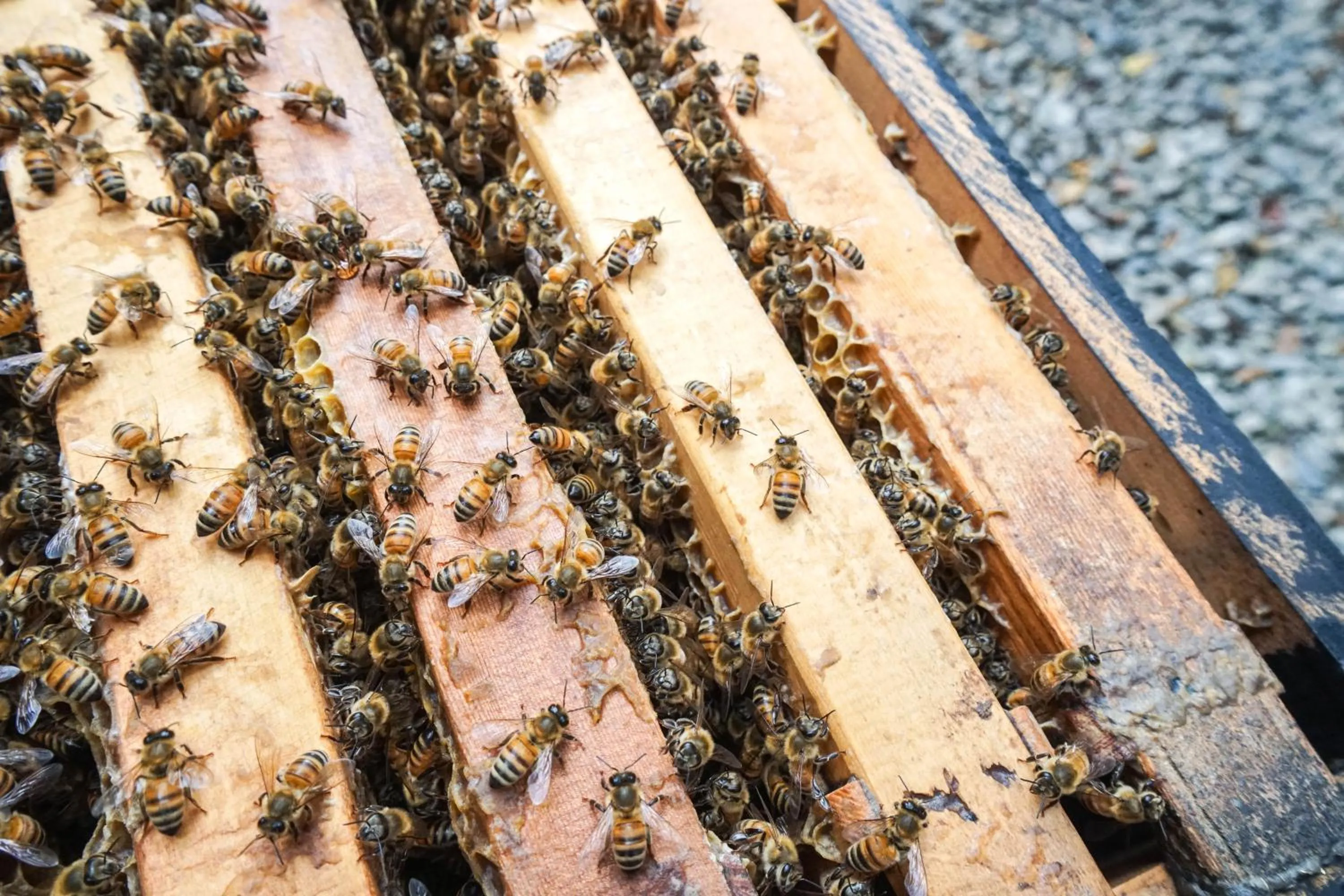 Tai-Yi Red Maple Resort