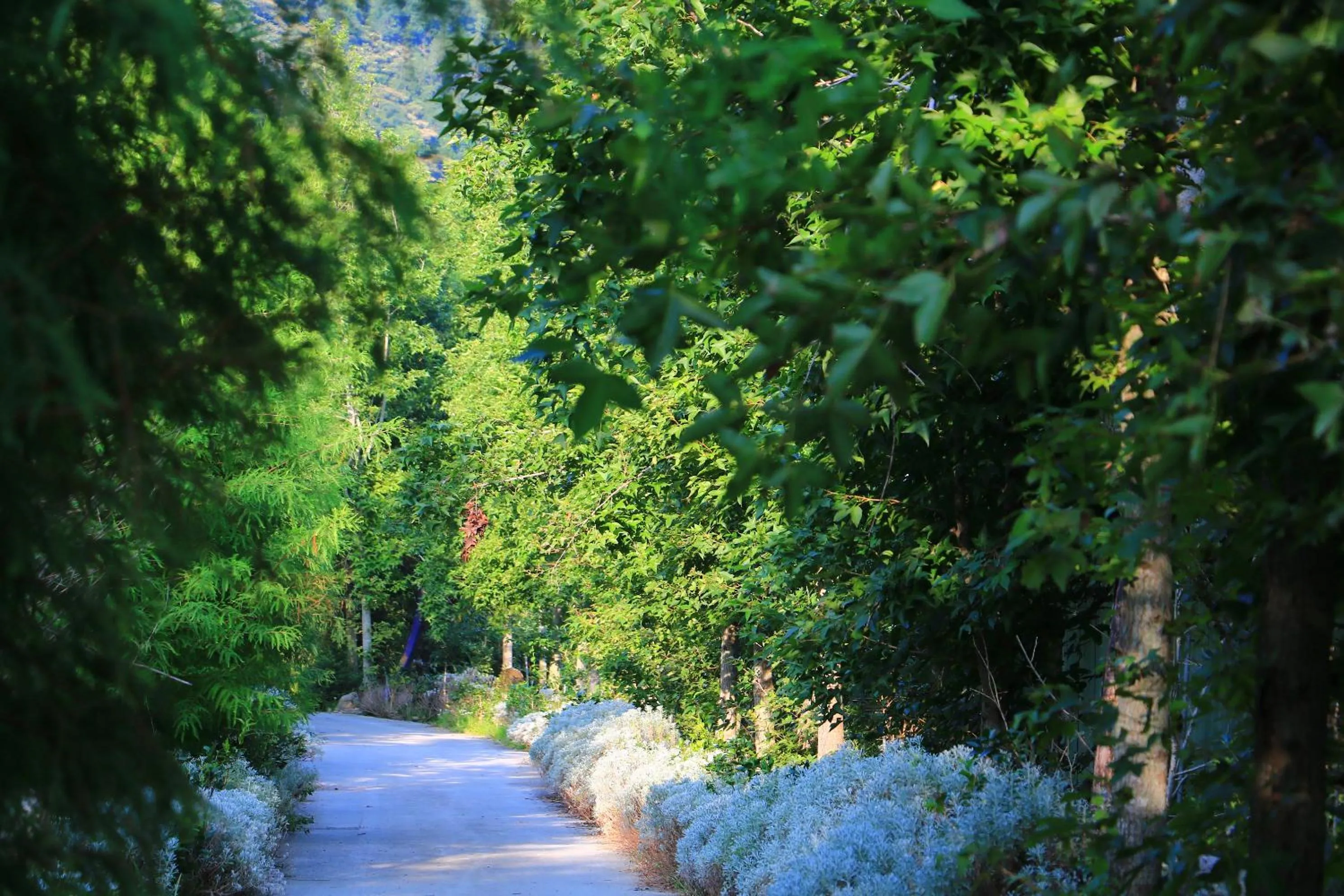 Tai-Yi Red Maple Resort