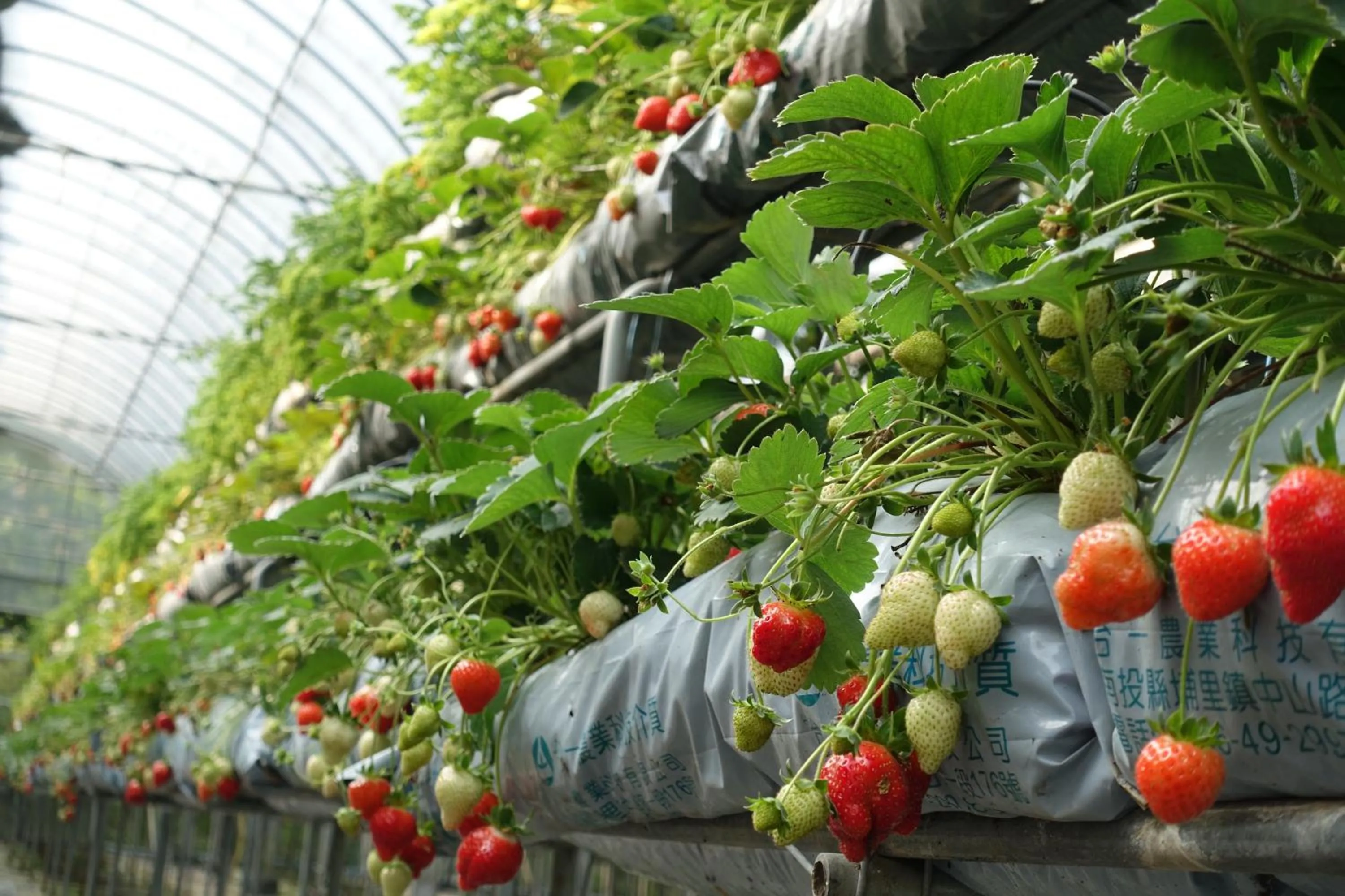 Tai-Yi Red Maple Resort