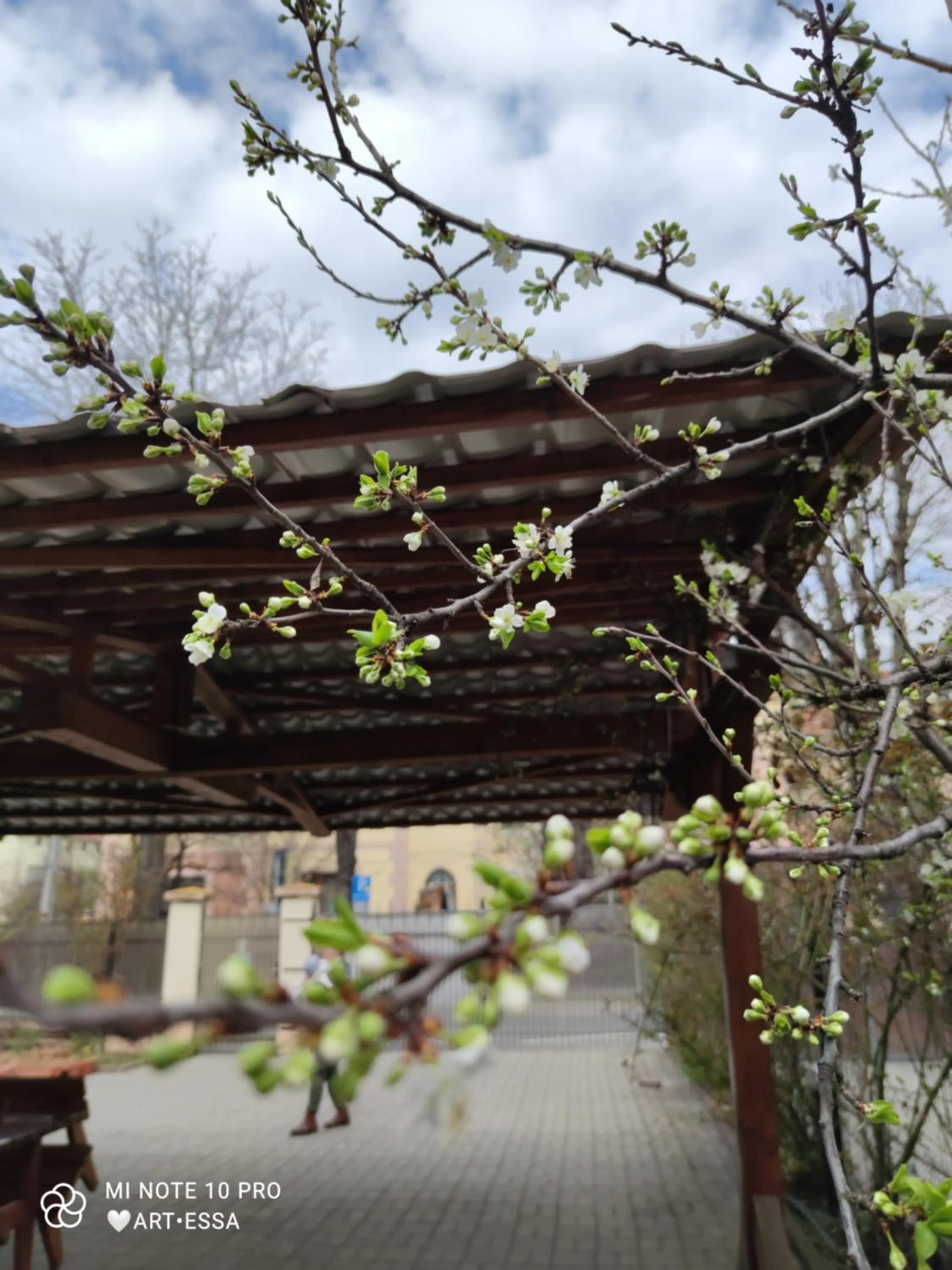 Garden in Pensiunea Buon Gusto Sibiu-motorcyle friendly,city center